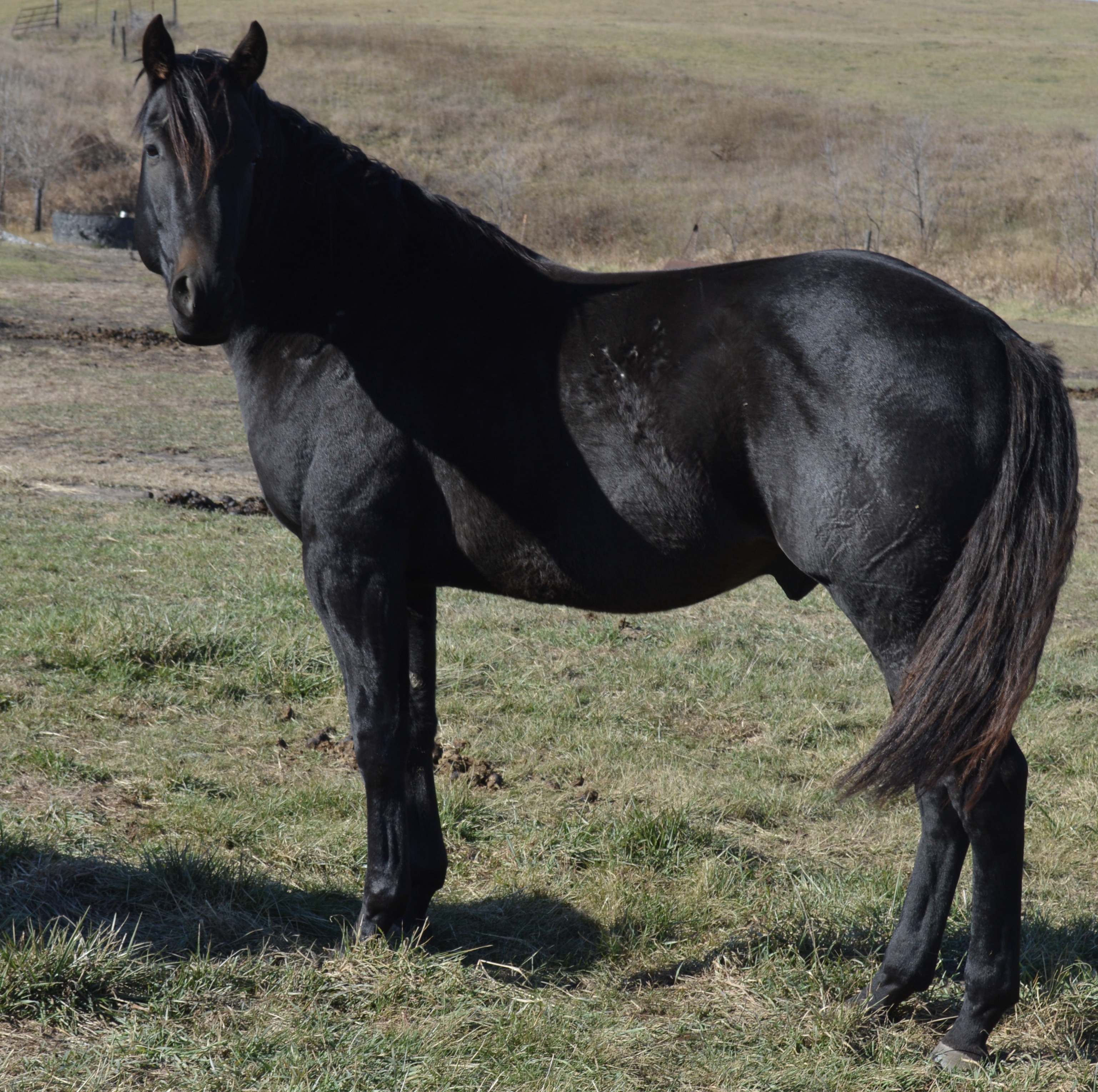 For Sale Porter Quarter Horses