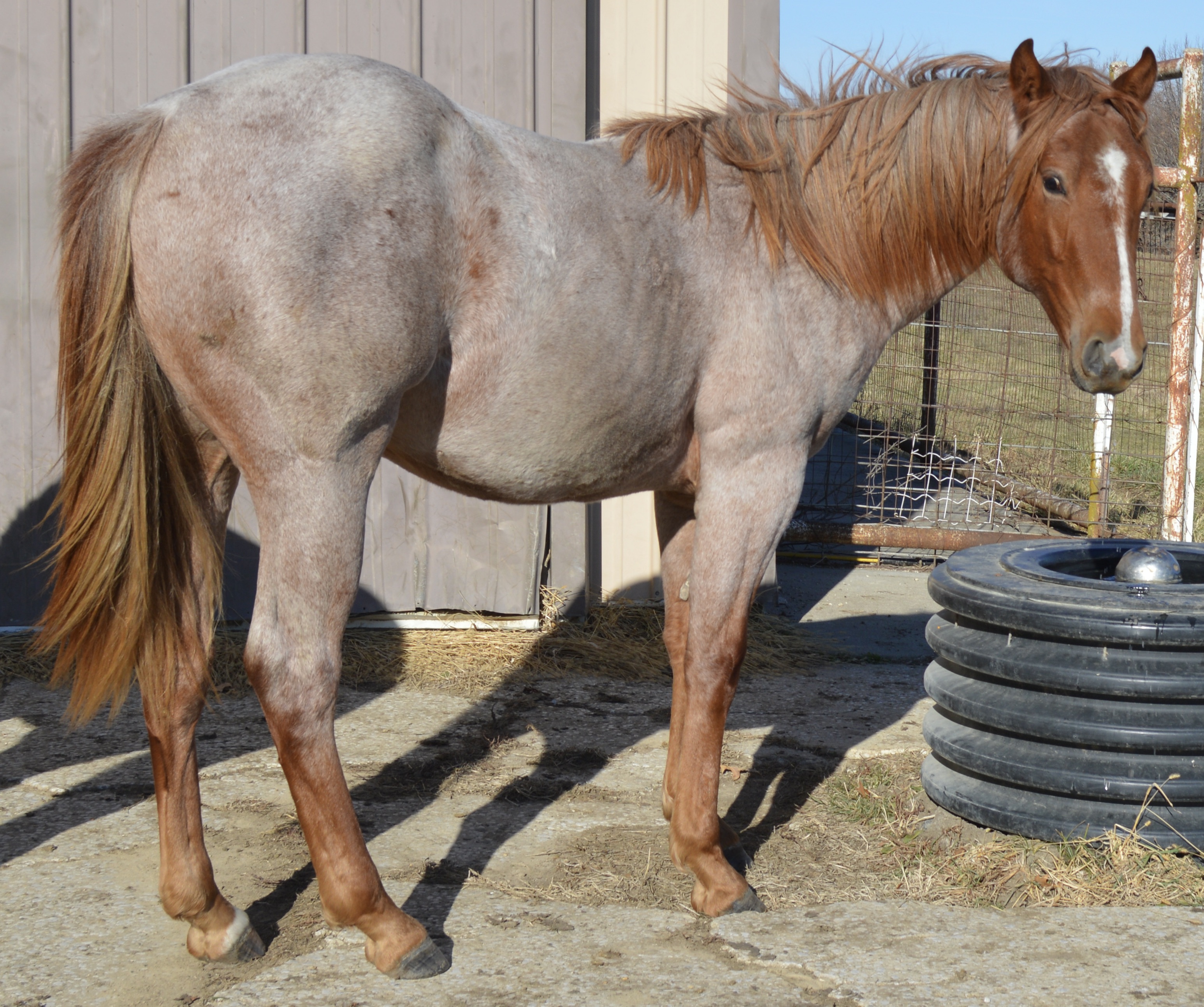 For Sale Porter Quarter Horses
