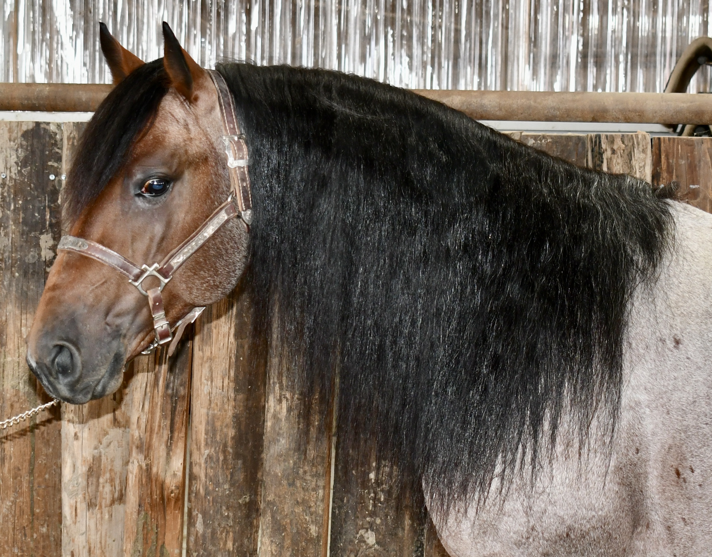 Stallions Porter Quarter Horses