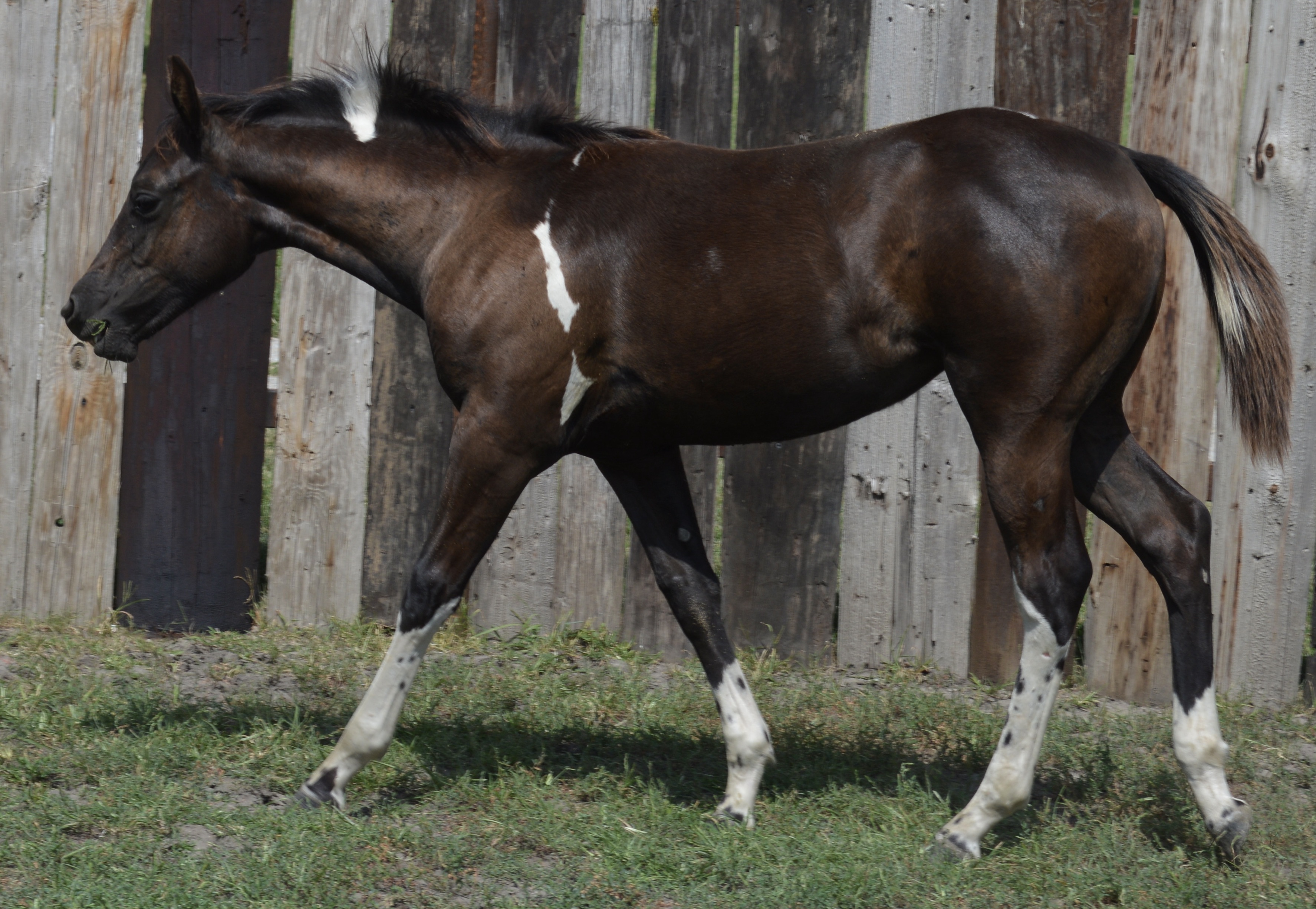 For Sale Porter Quarter Horses