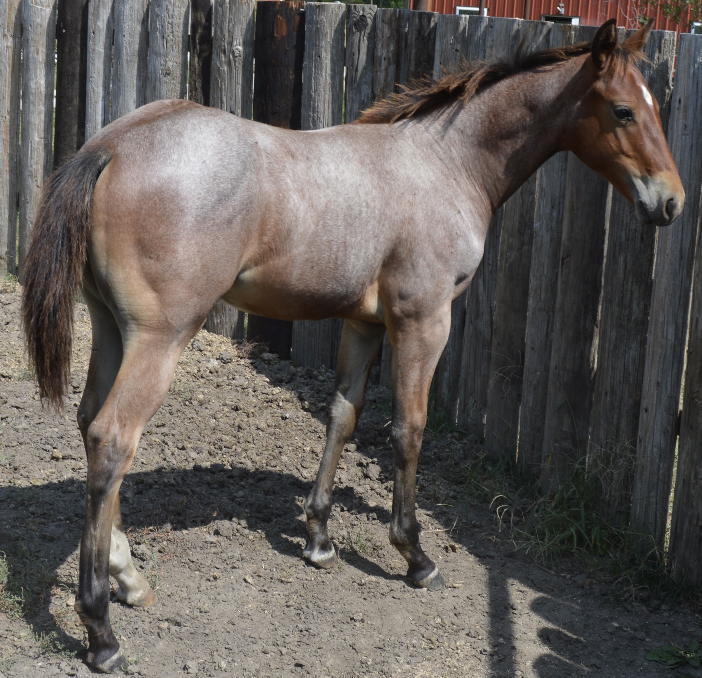 Quarter Horse Grey