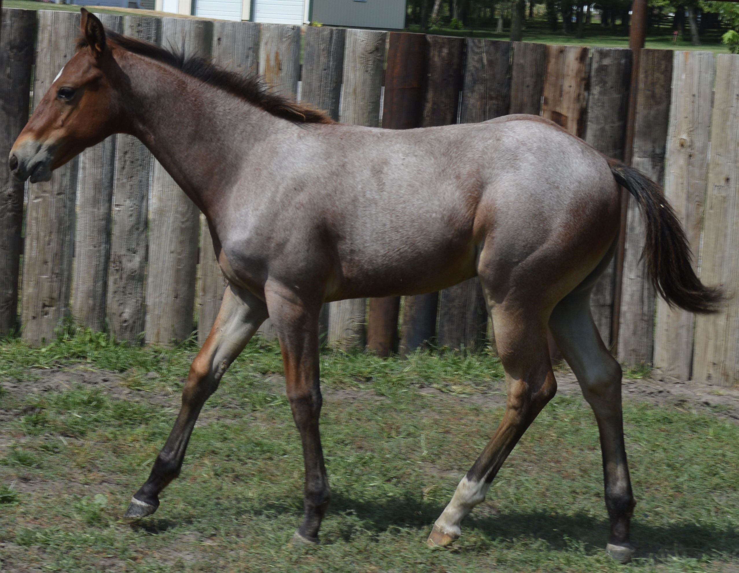 For Sale Porter Quarter Horses