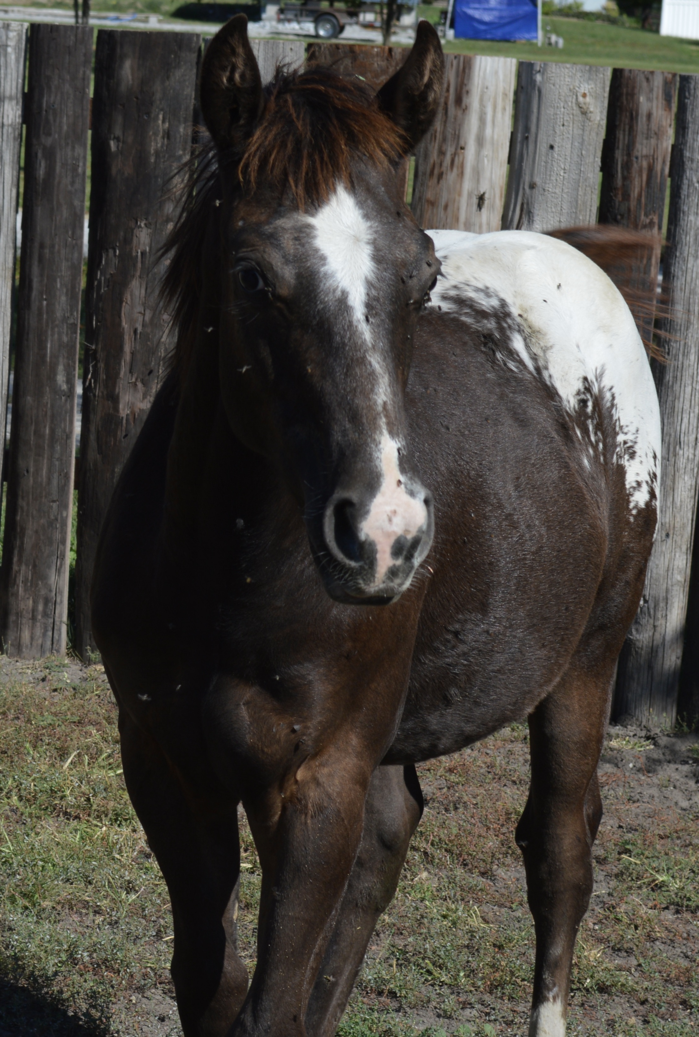 For Sale Porter Quarter Horses