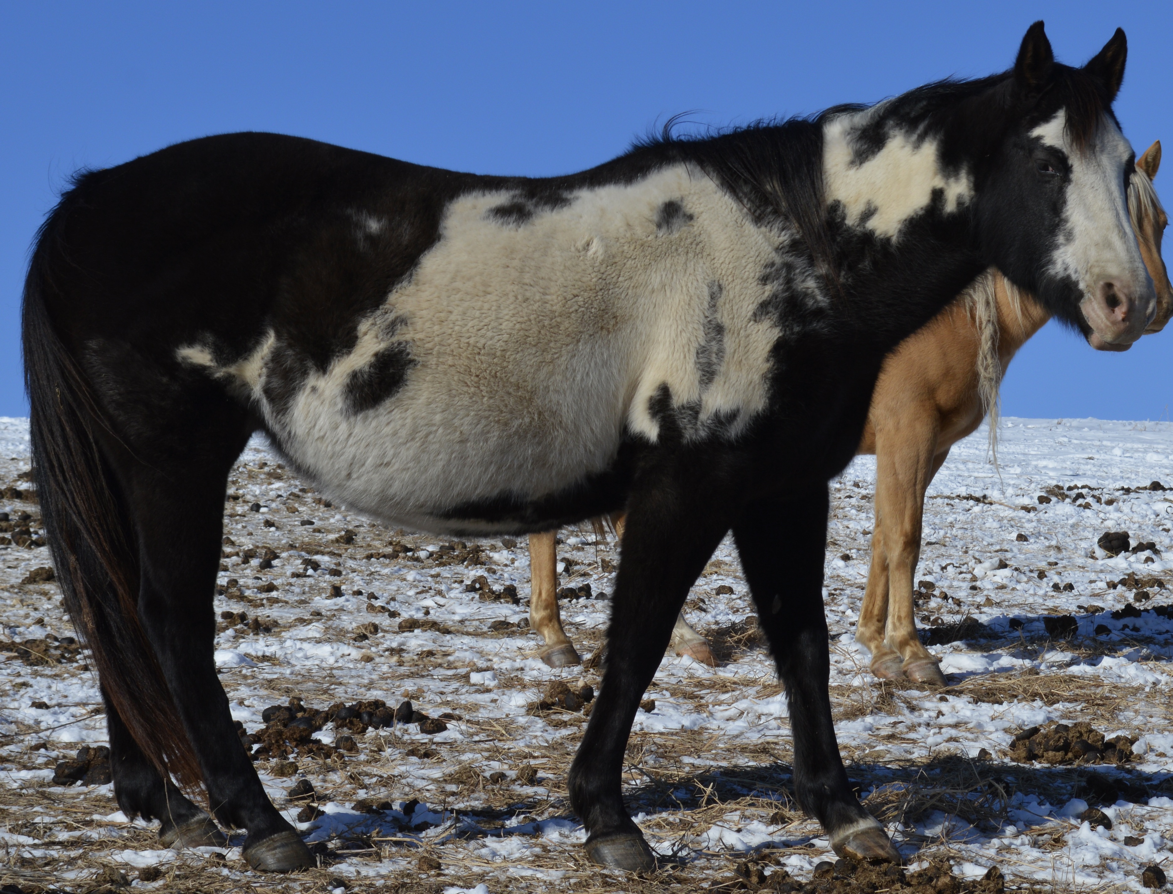 For Sale Porter Quarter Horses