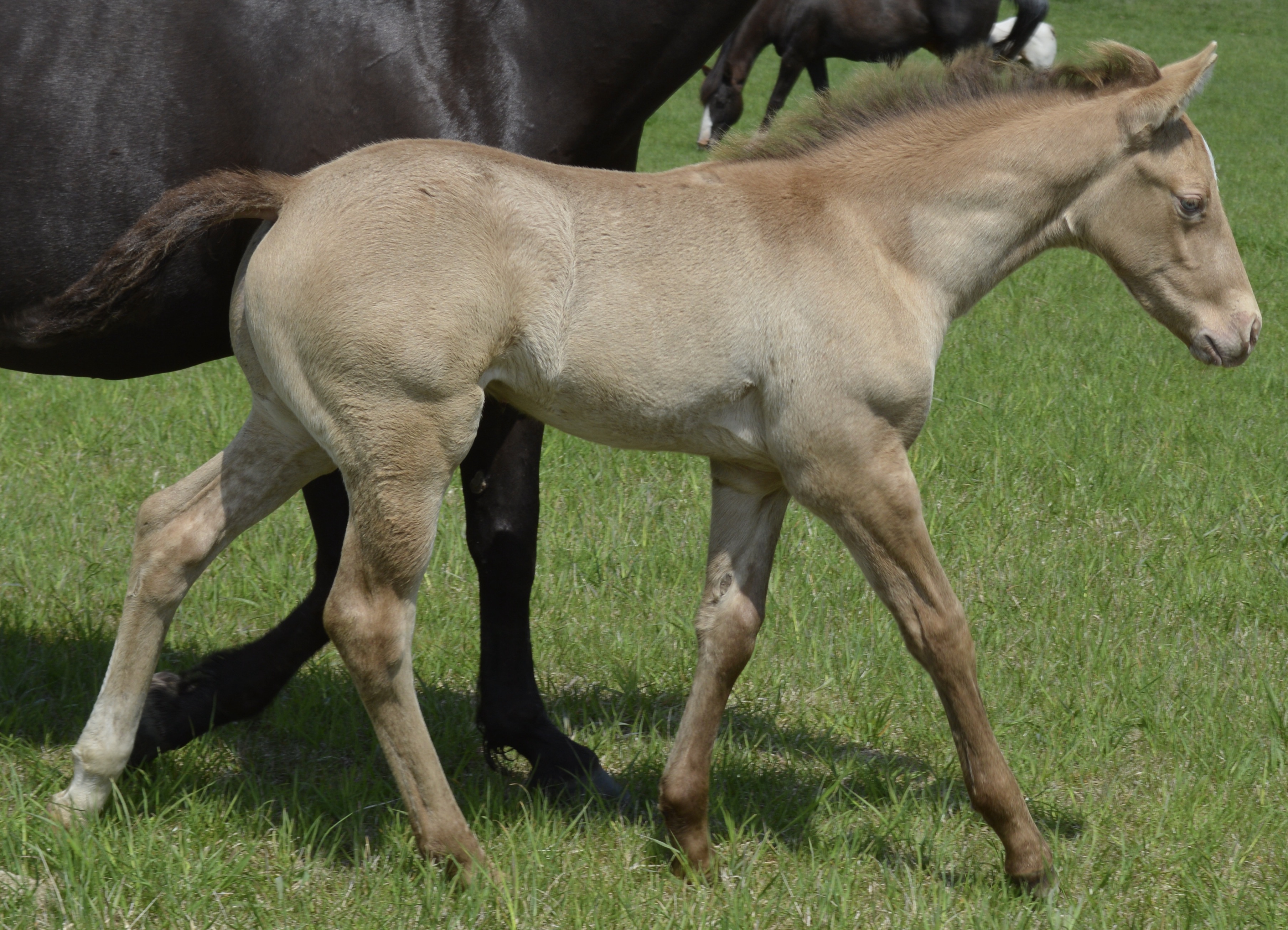 For Sale Porter Quarter Horses