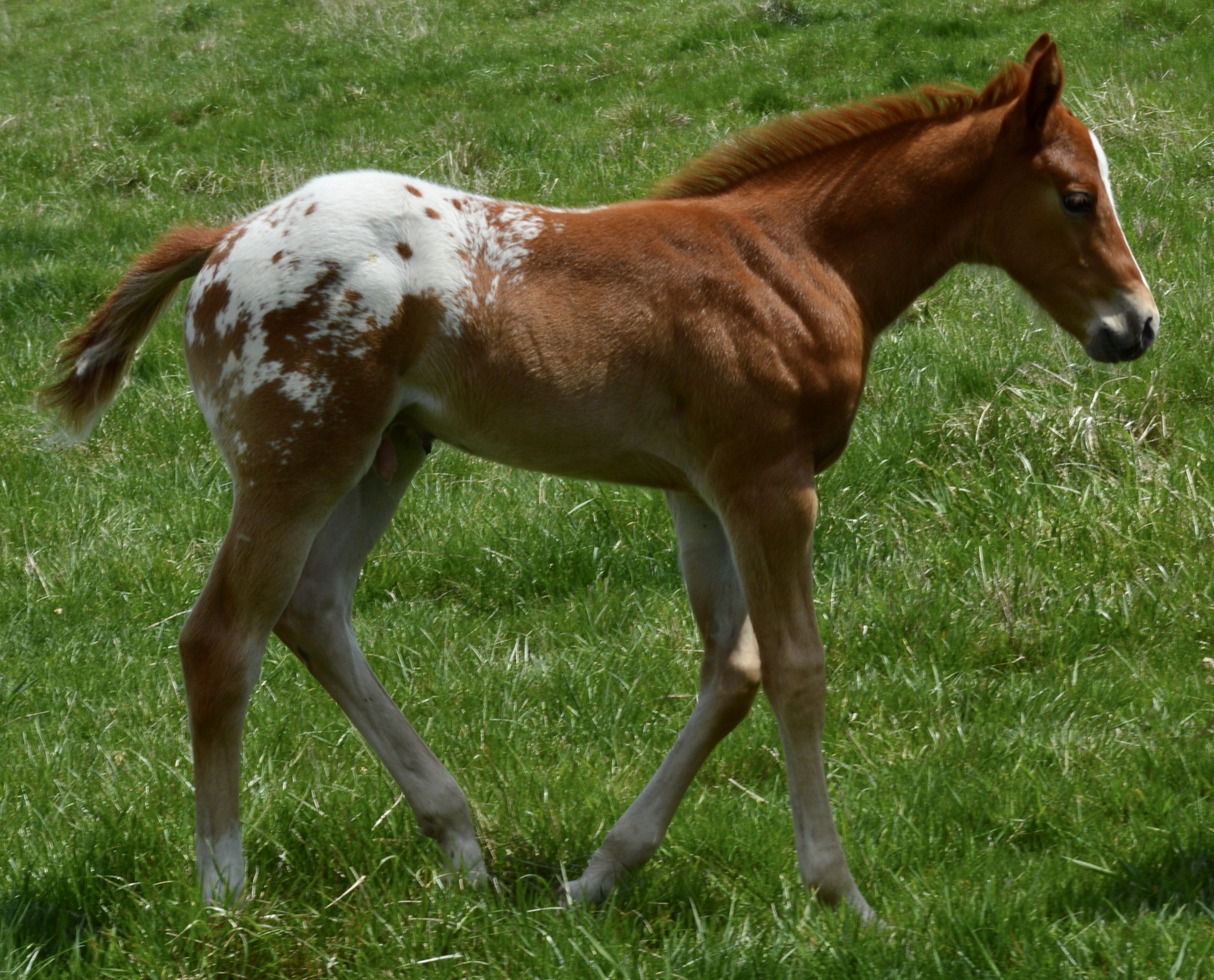 Dam Classic Scotch Babe (Scotch Bar Time x Mr Young Gun)