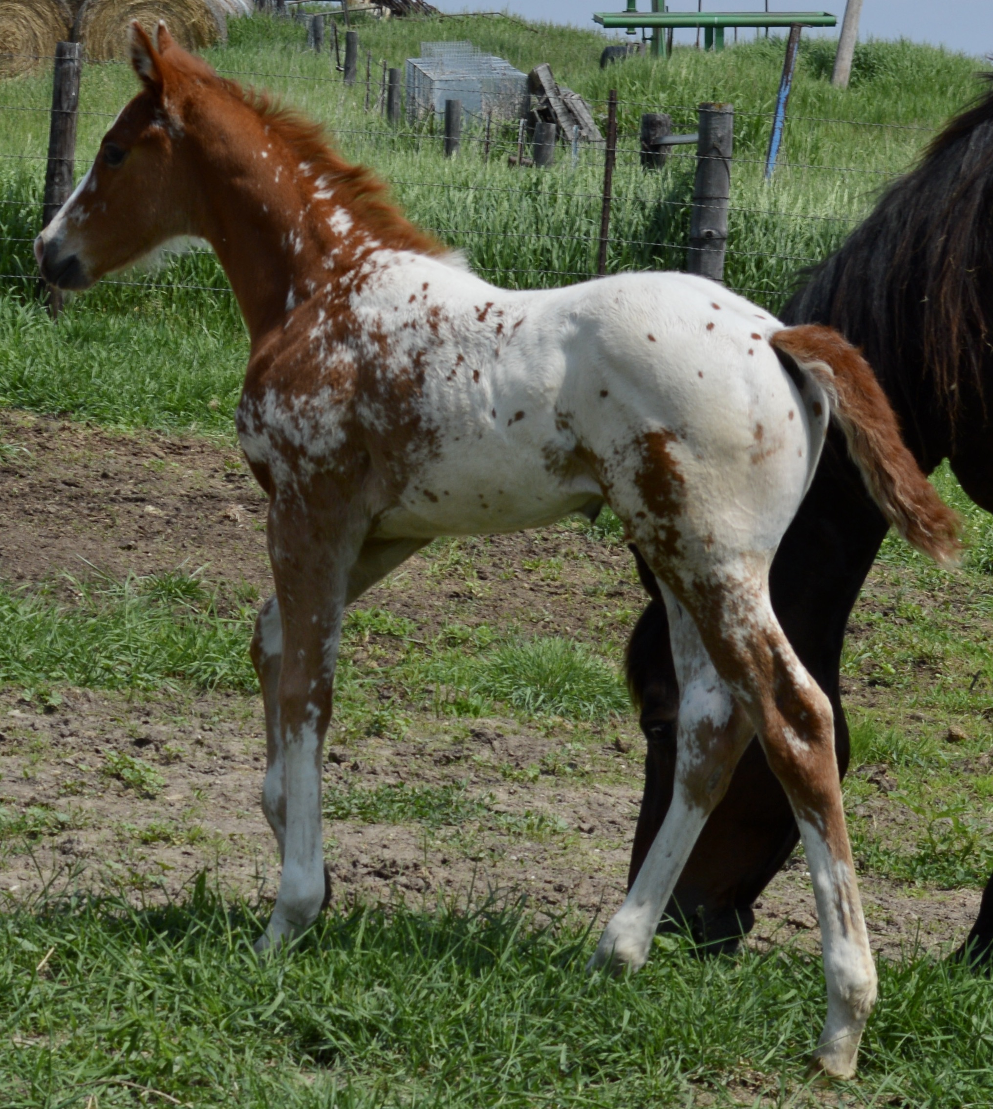For Sale Porter Quarter Horses