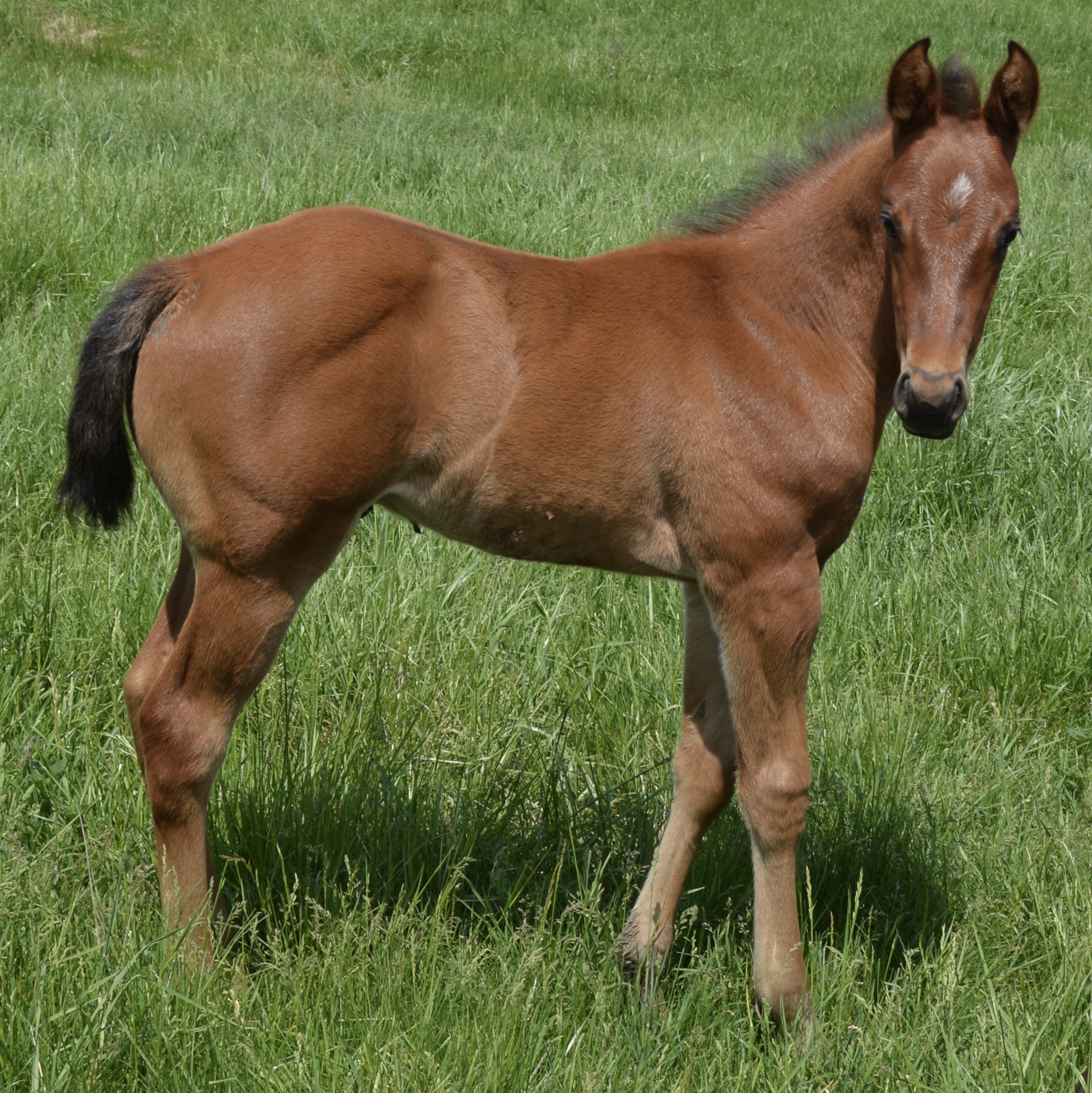 Sire MDP Blue Frost (Sun Frost x Streakin Six)