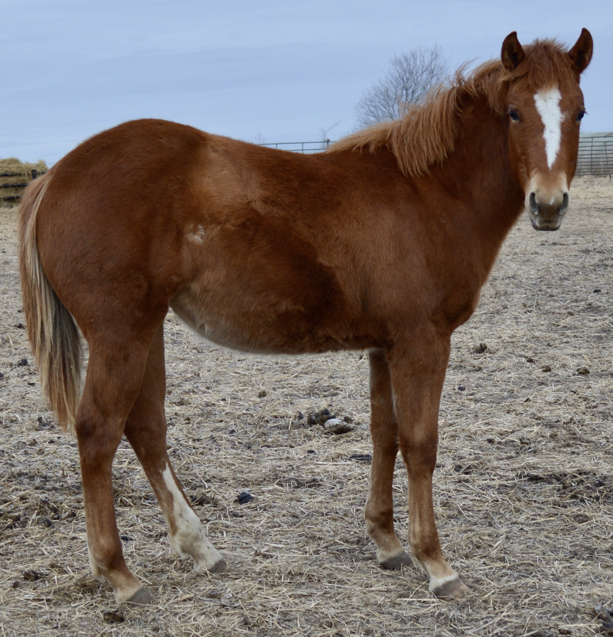 For Sale Porter Quarter Horses