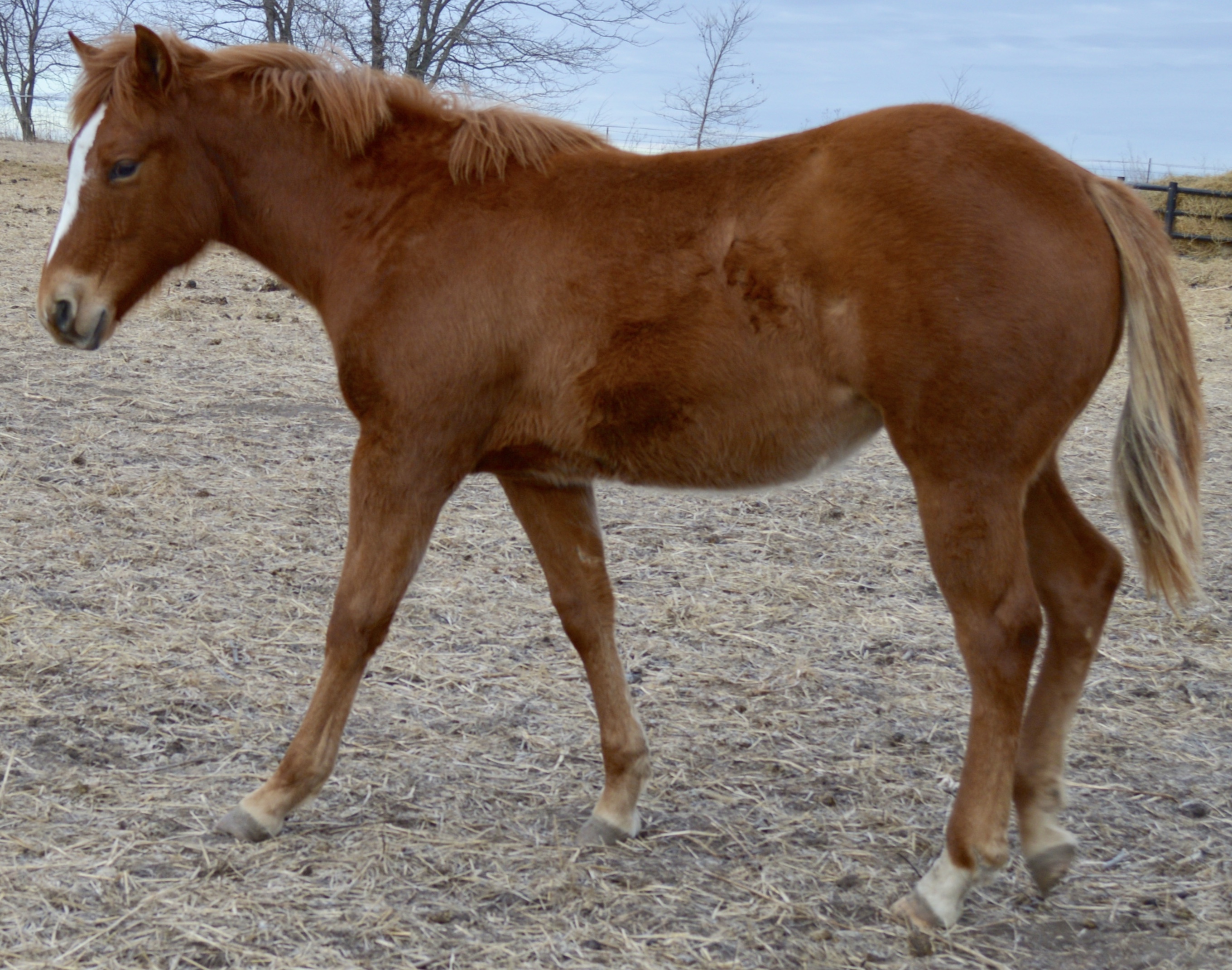 For Sale Porter Quarter Horses