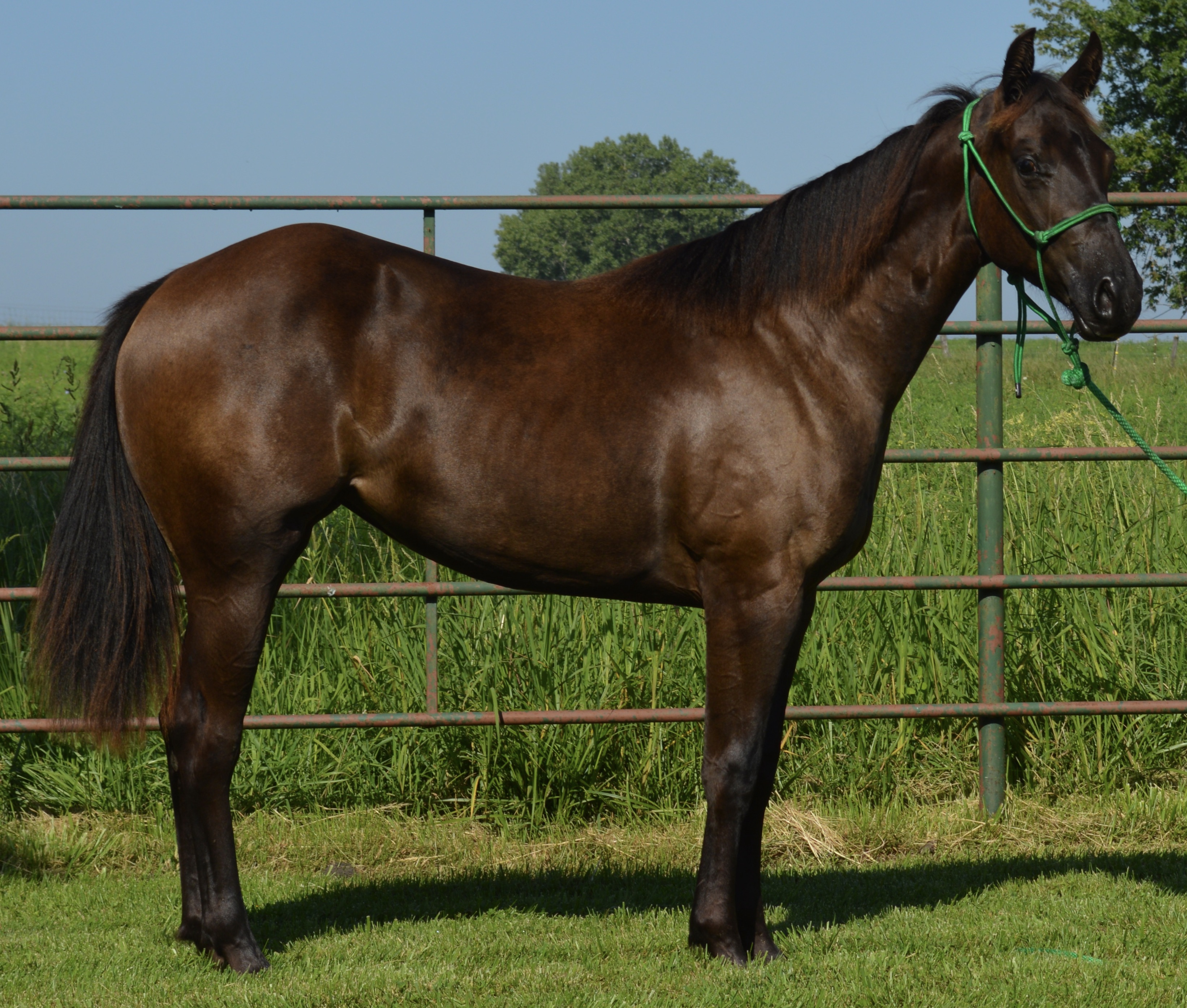 For Sale Porter Quarter Horses