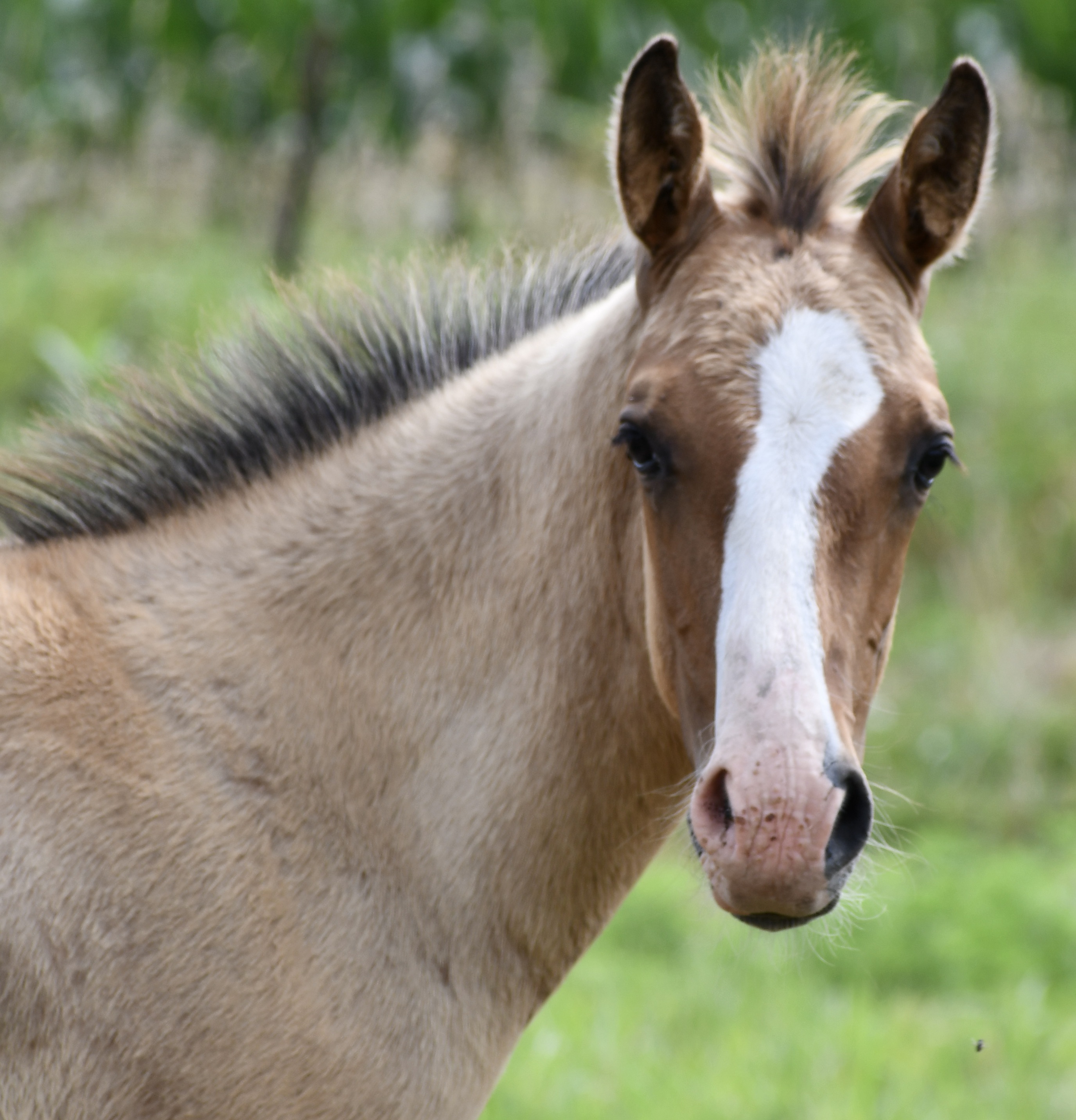 For Sale Porter Quarter Horses