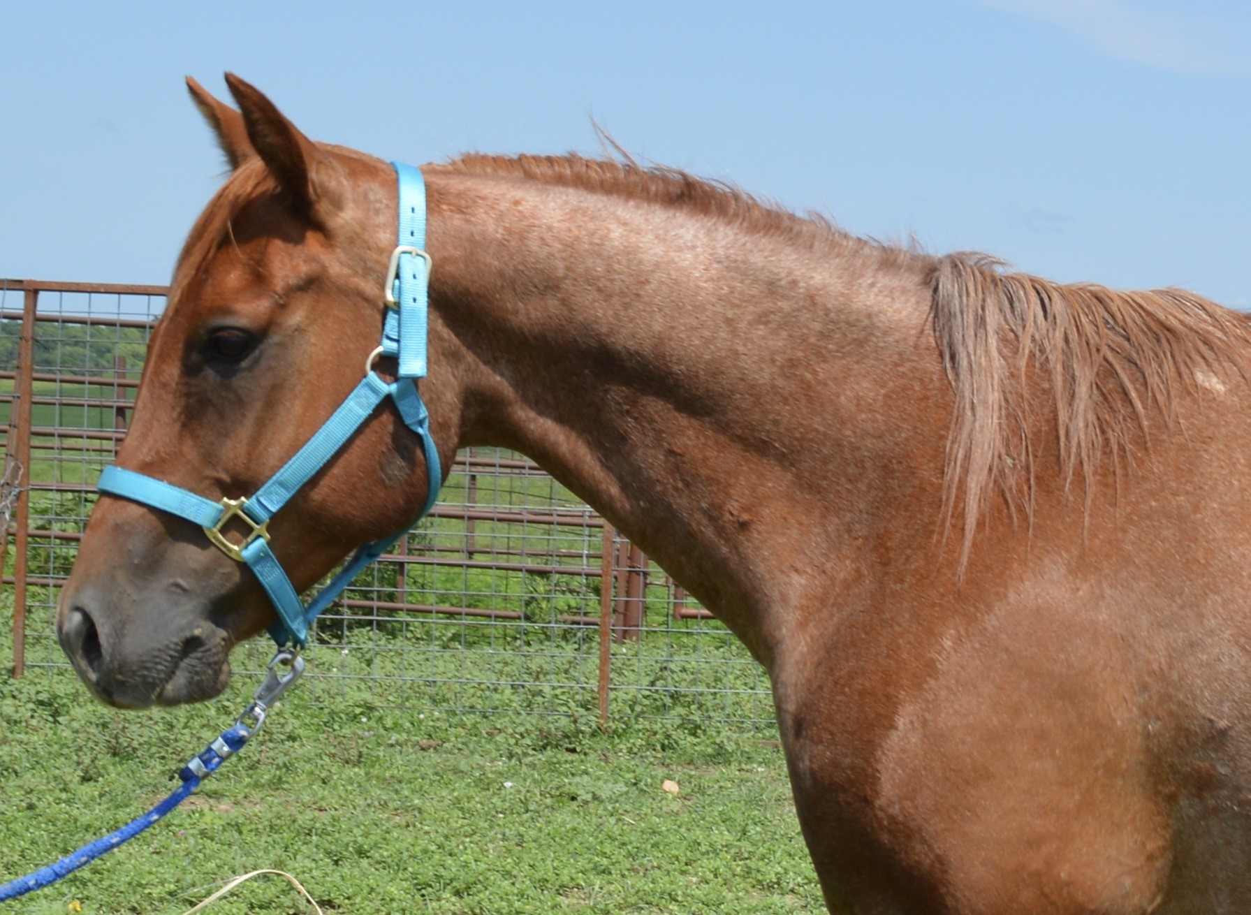 For Sale Porter Quarter Horses