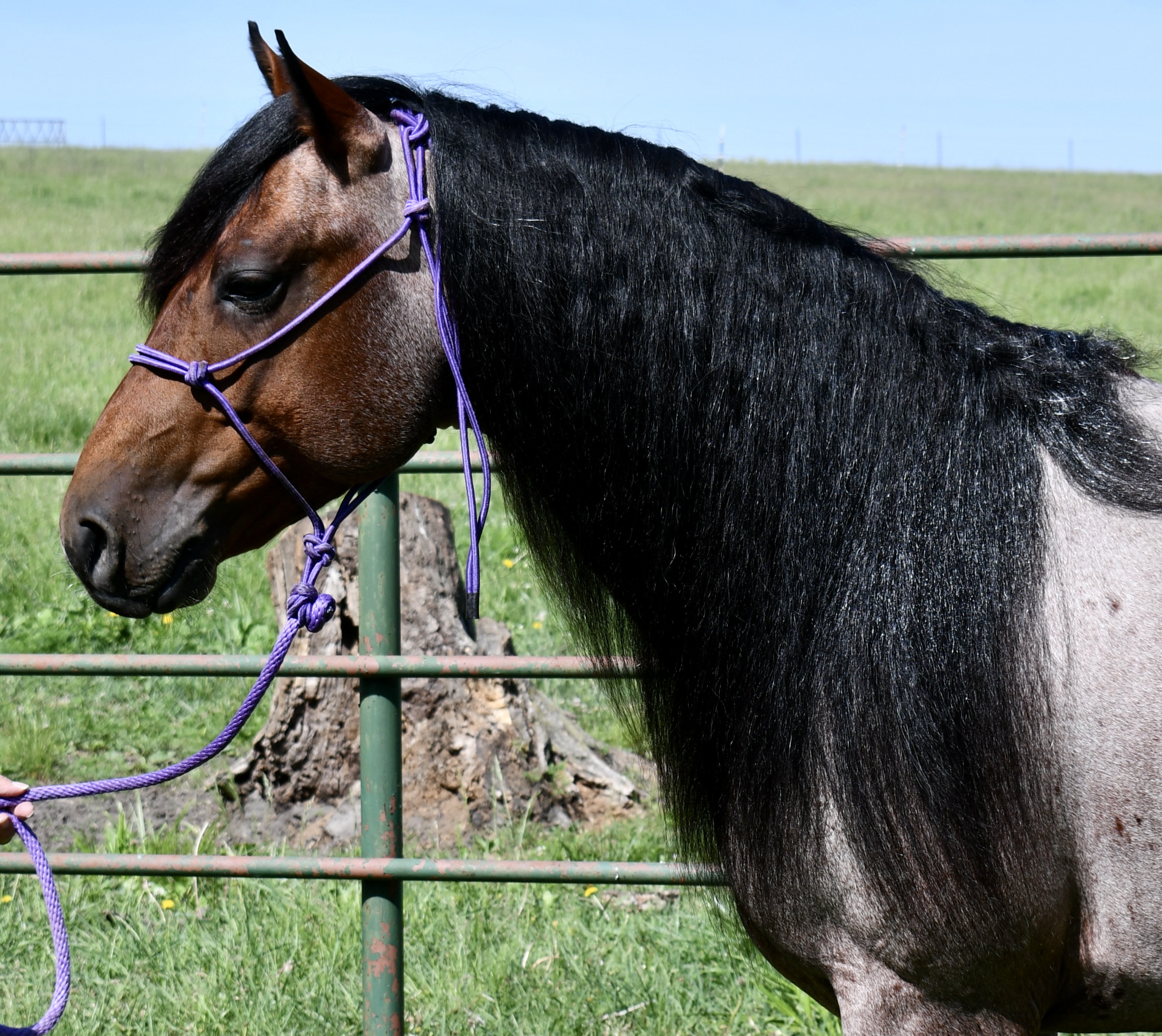 For Sale Porter Quarter Horses
