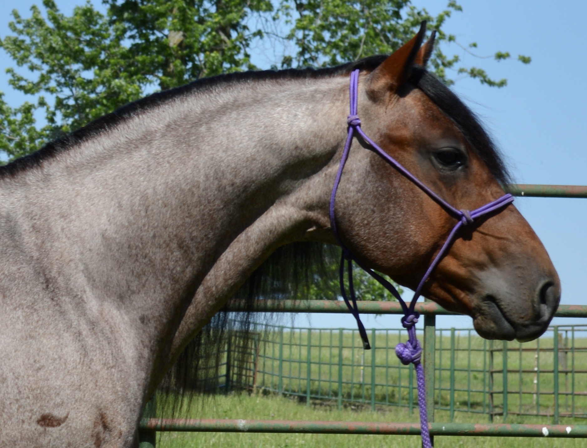 For Sale Porter Quarter Horses