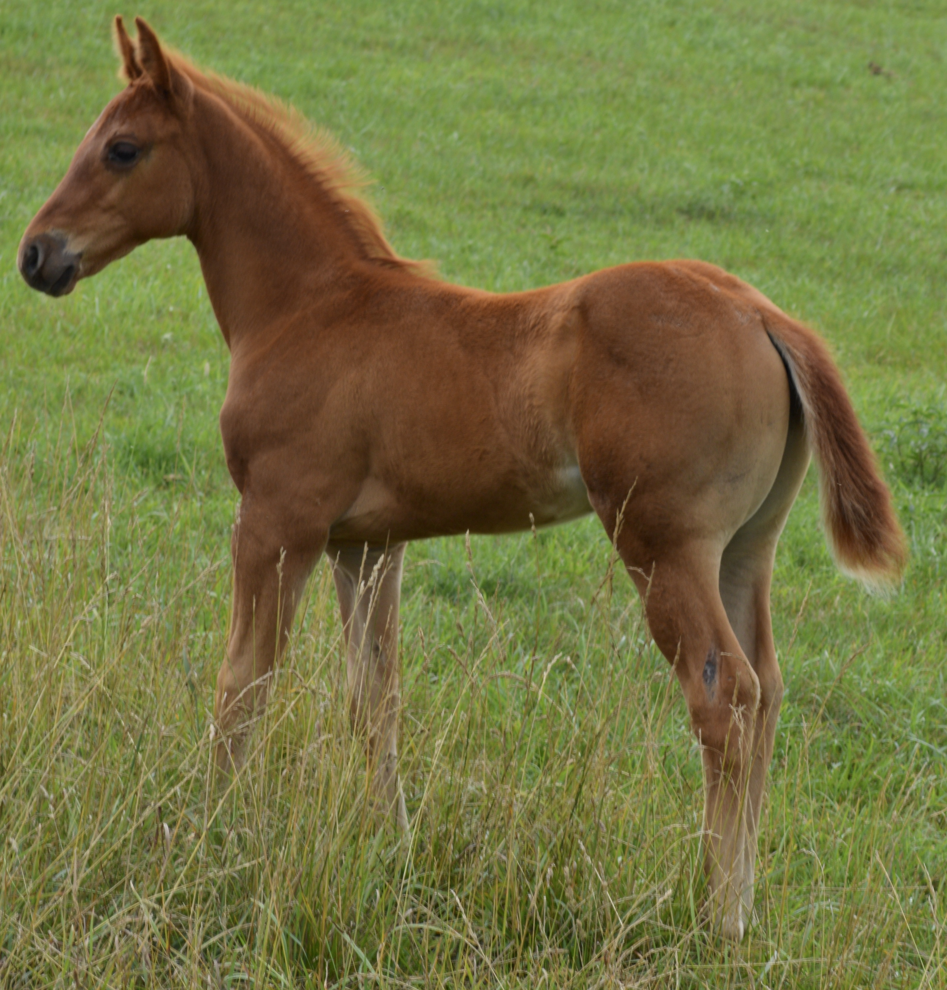 For Sale Porter Quarter Horses