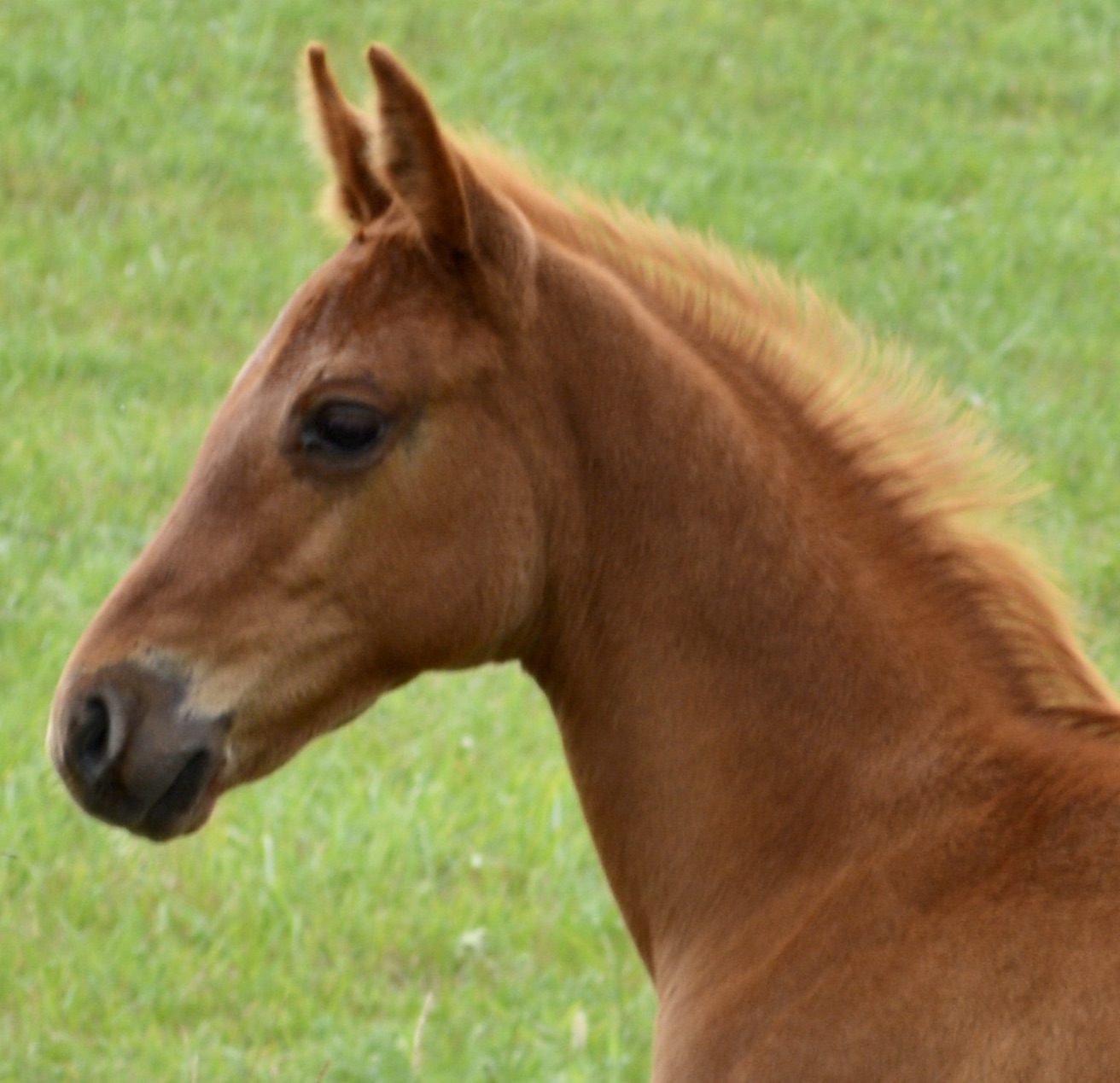 For Sale Porter Quarter Horses