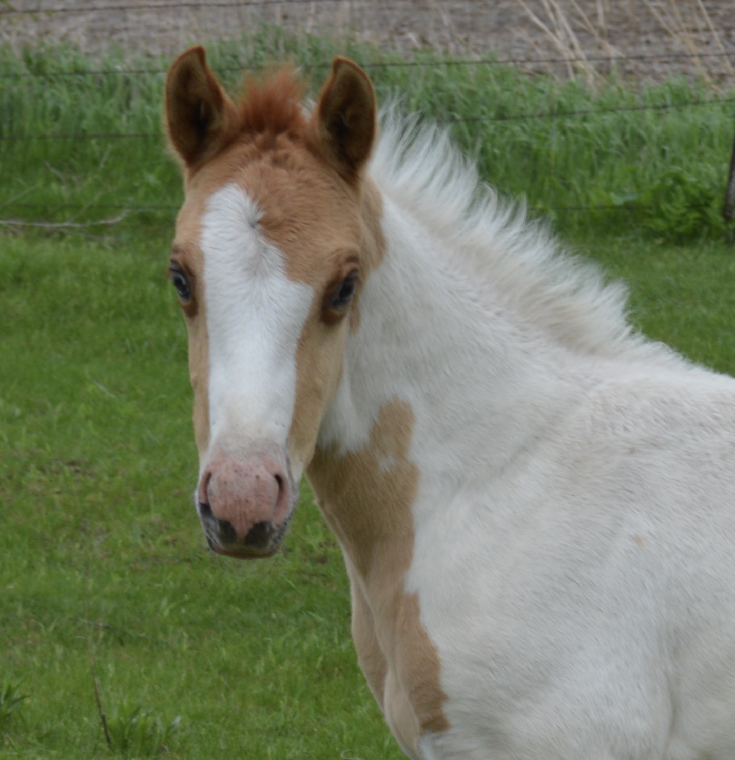 For Sale Porter Quarter Horses