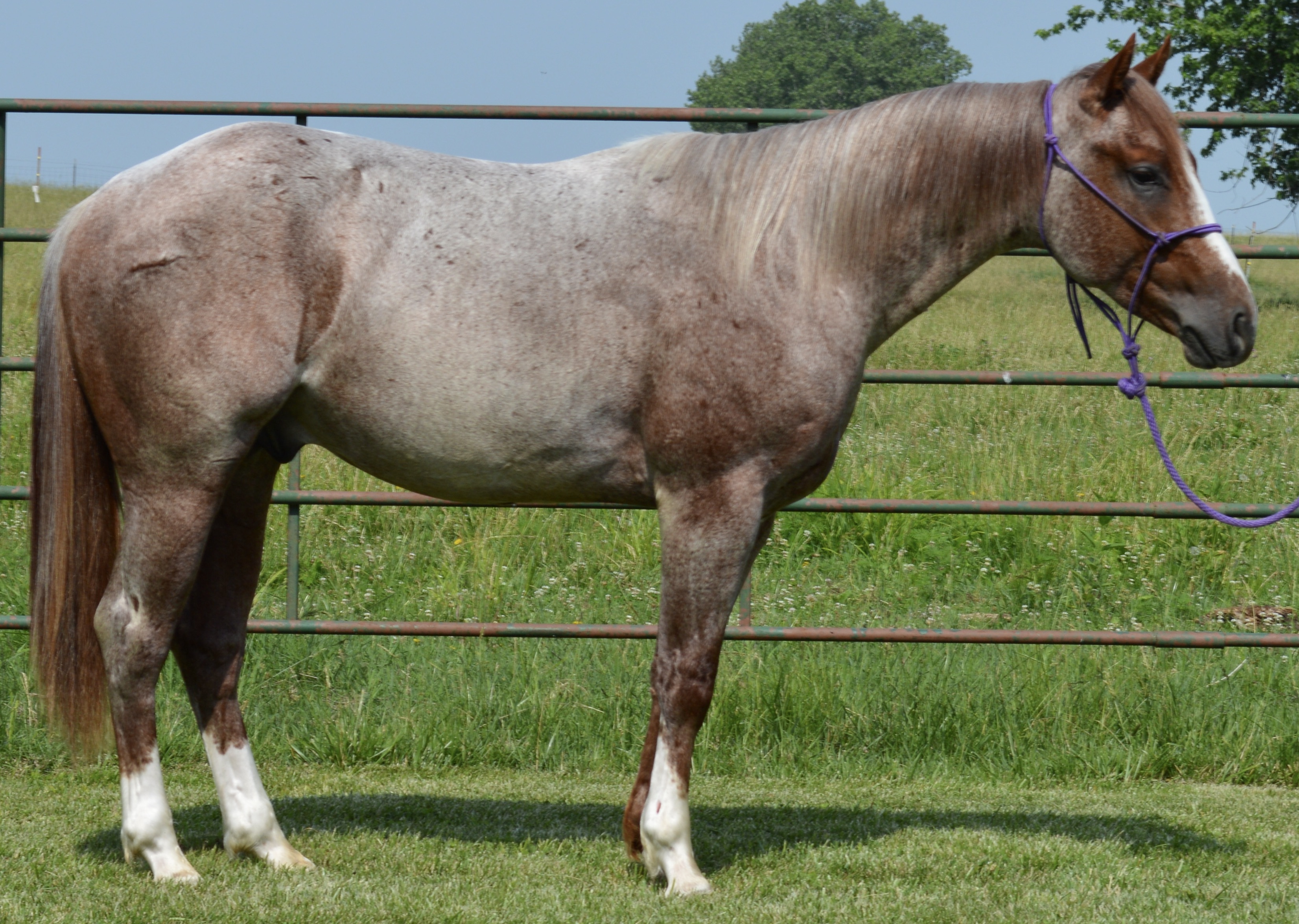 For Sale Porter Quarter Horses