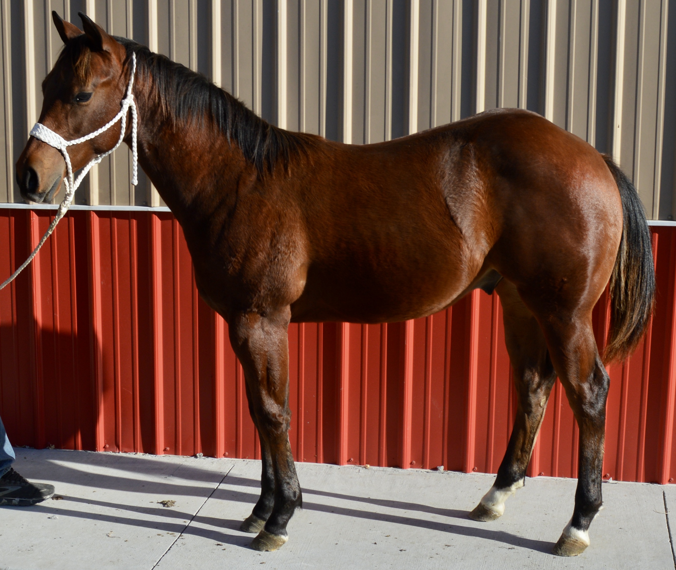 For Sale Porter Quarter Horses