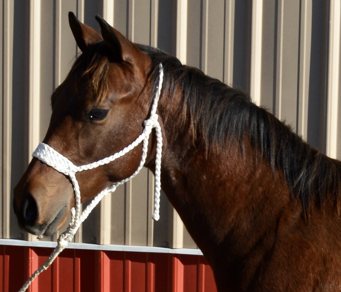 For Sale Porter Quarter Horses