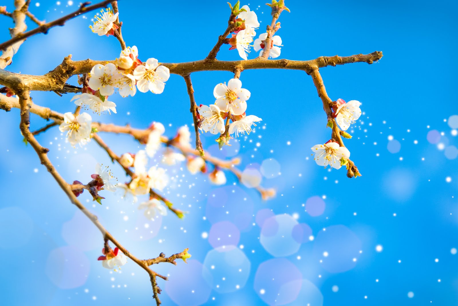 Allergy Testing Natural Allergy Treatments Allergies