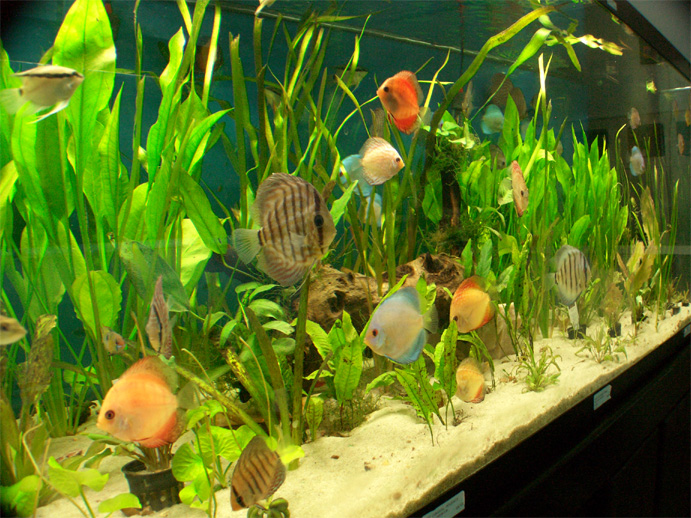 Pics from the old Poseidon Aquarium , Daytona Beach