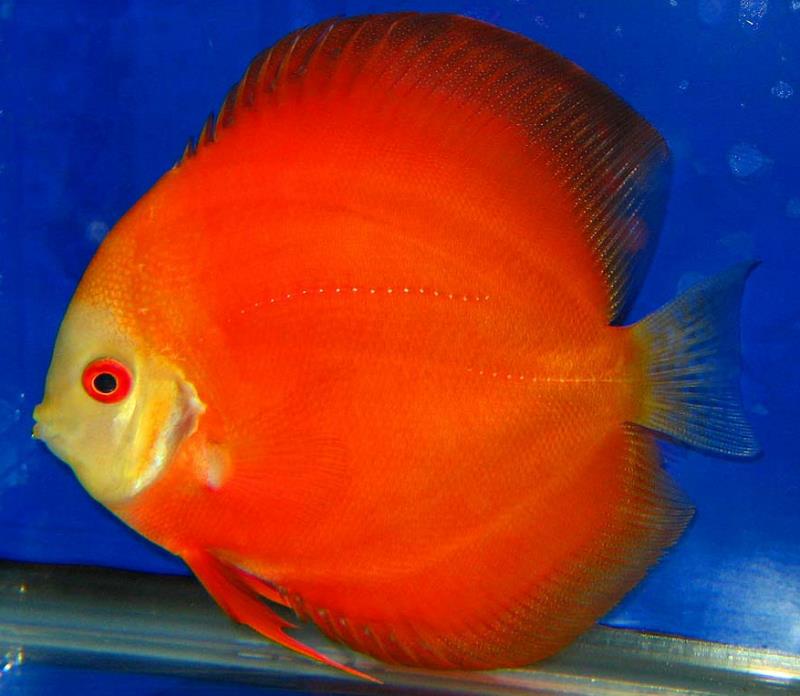 Poseidon Aquarium , Daytona Beach, Florida