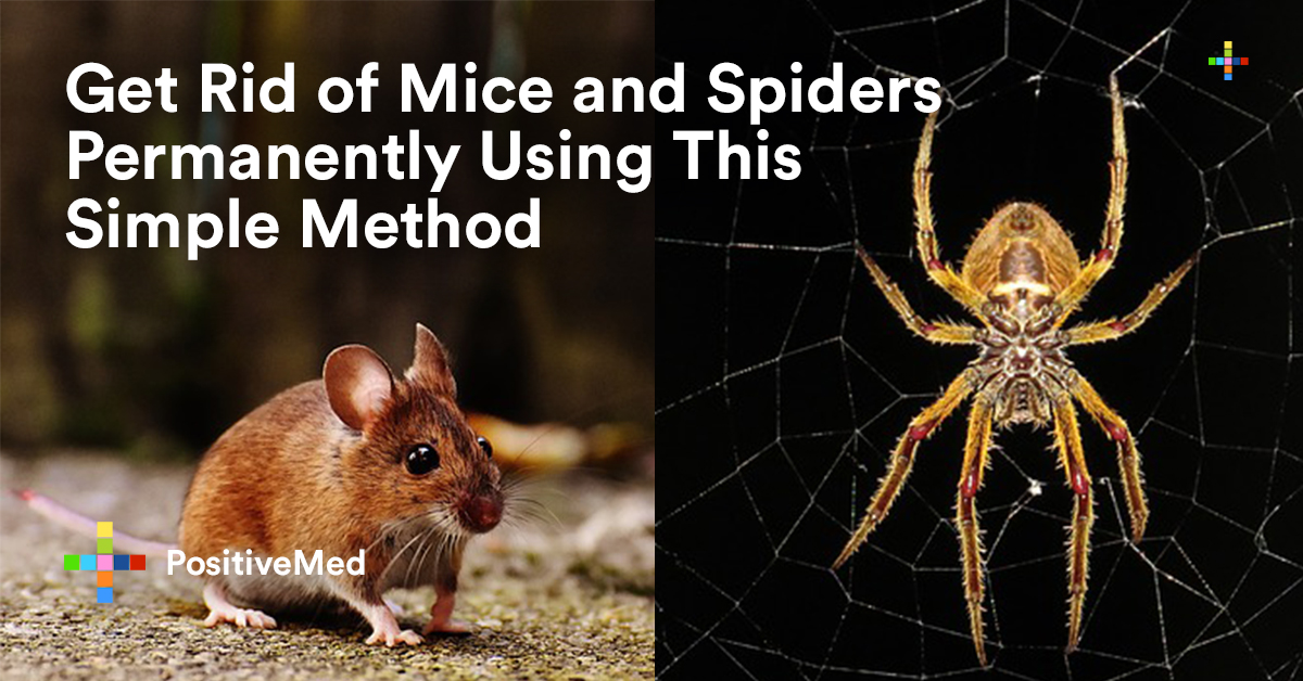 Get Rid of Mice and Spiders Permanently Using This Simple Method