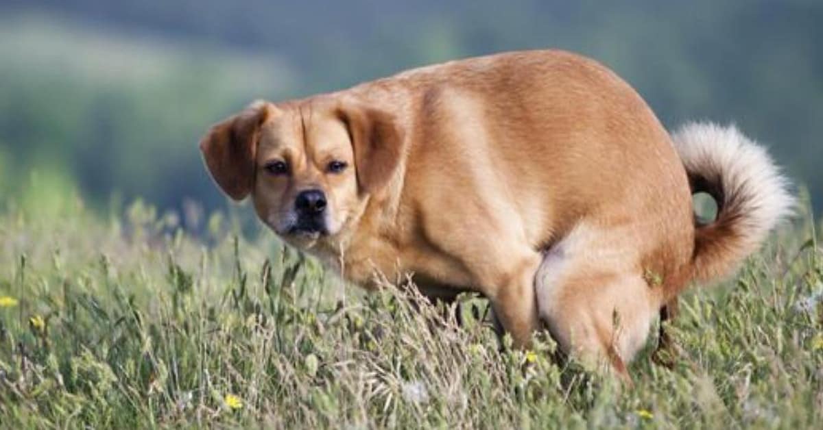 Le ragioni per cui il tuo cane ti guarda negli occhi mentre fa la cacca
