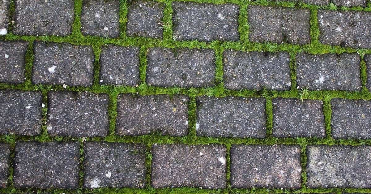 Sale, sapone ed aceto per dire addio alle erbacce in giardino il