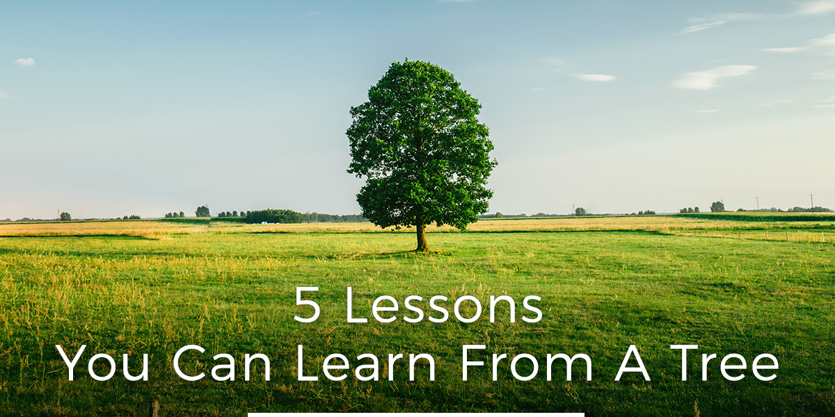 5 Lessons You Can Learn From A Tree Possi Global
