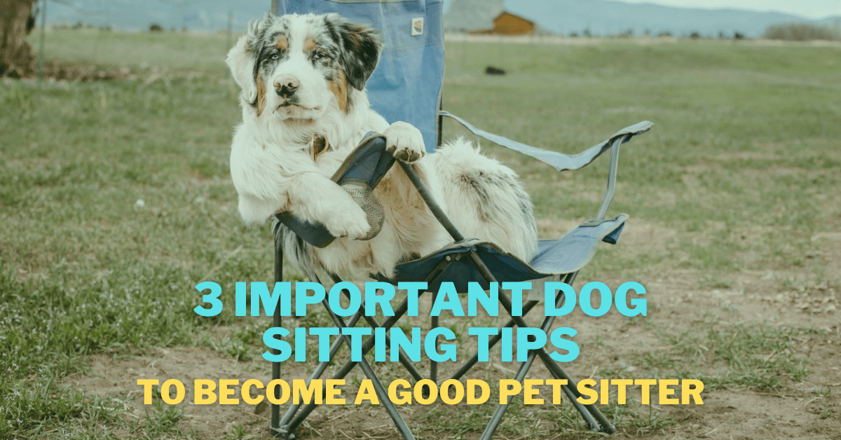3 Pet Sitting Tips to a Good Pet Sitter ReliaBills