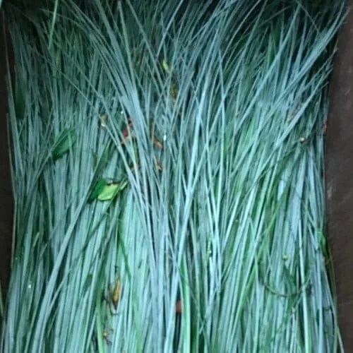 Bear Grass Postal Bloomz Flower Delivery