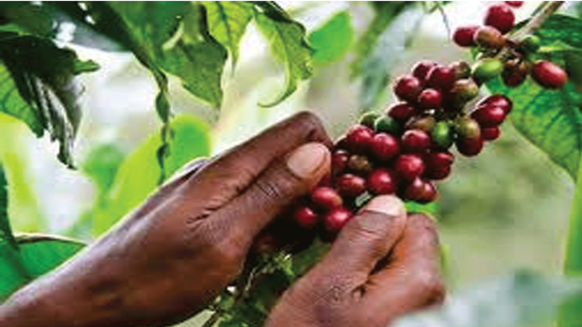 Coffee farmers making a loss Post Courier