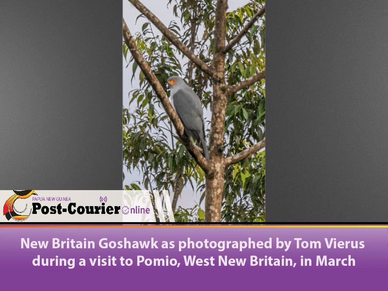 Lost and found The rare New Britain Goshawk Post Courier