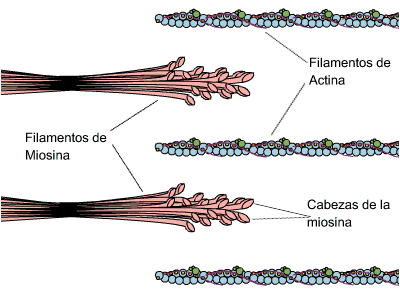 Organizacion Mexicana Para El Conocimiento De Los Efectos Tardios De La Polio A C Omcetpac
