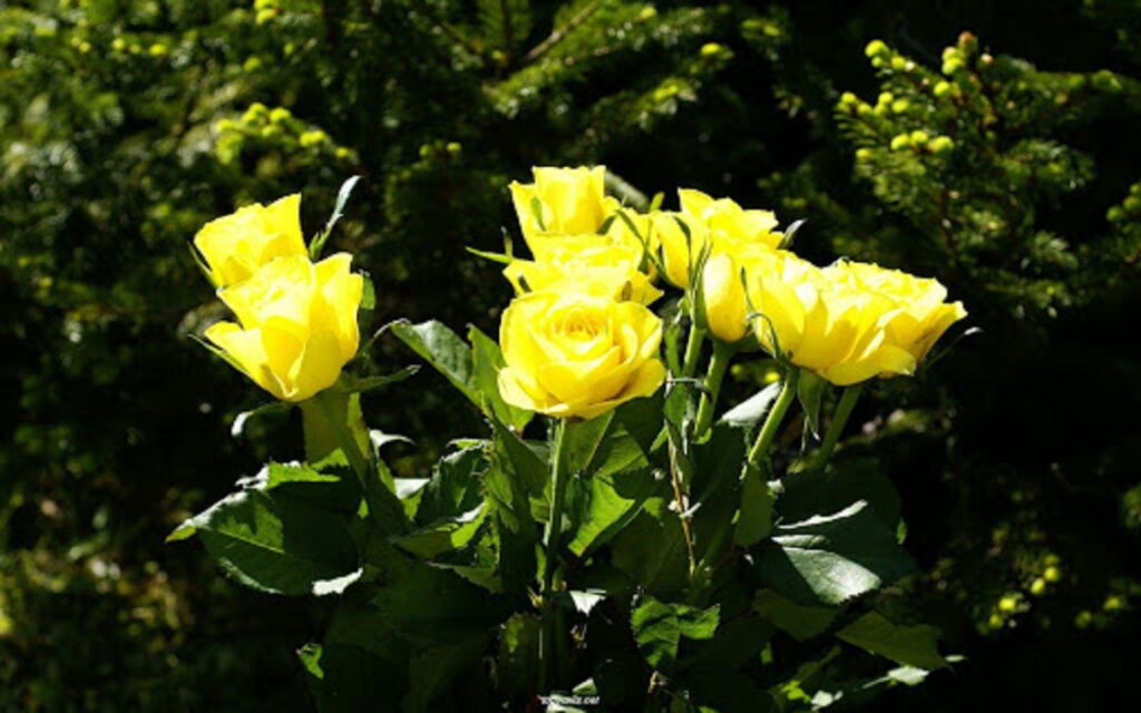 Meaning of Yellow Roses, Varieties and More