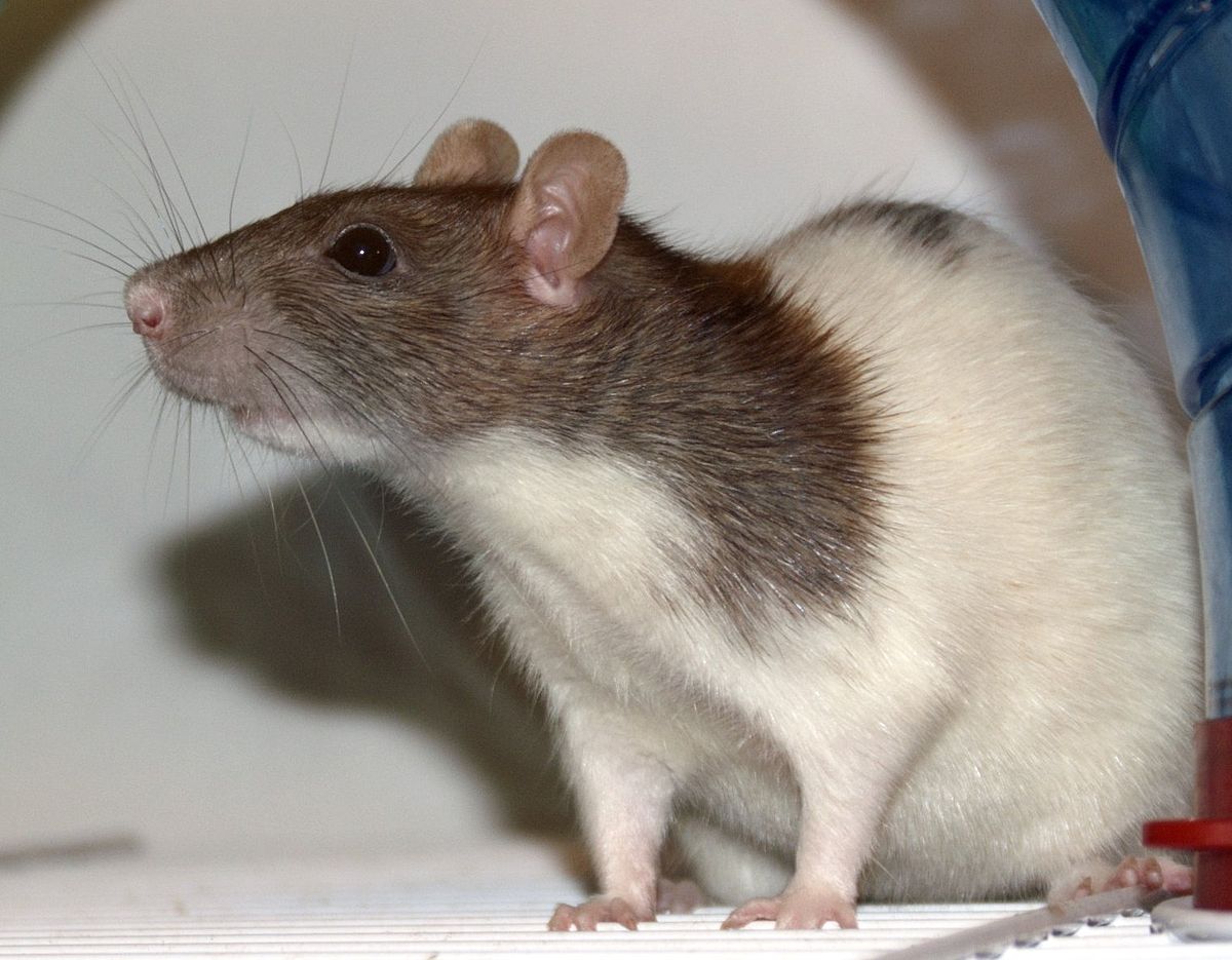 Discover the Types of Rats and Mice that Exist