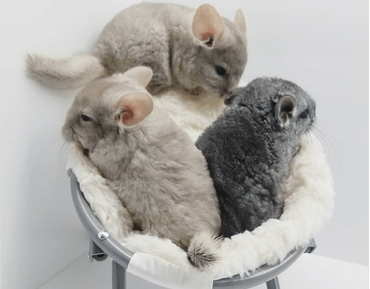 Chinchilla What is it?, Characteristics, Where does it live?