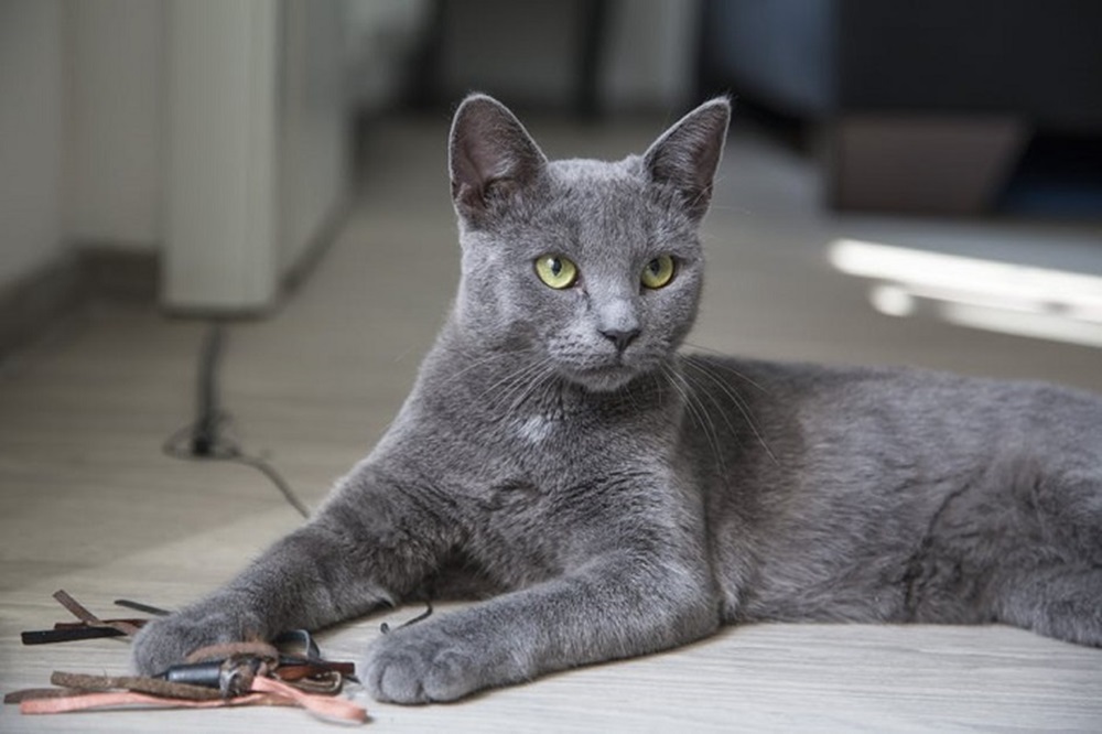 Gray Cats Origin, Breeds, Fur and more Characteristics