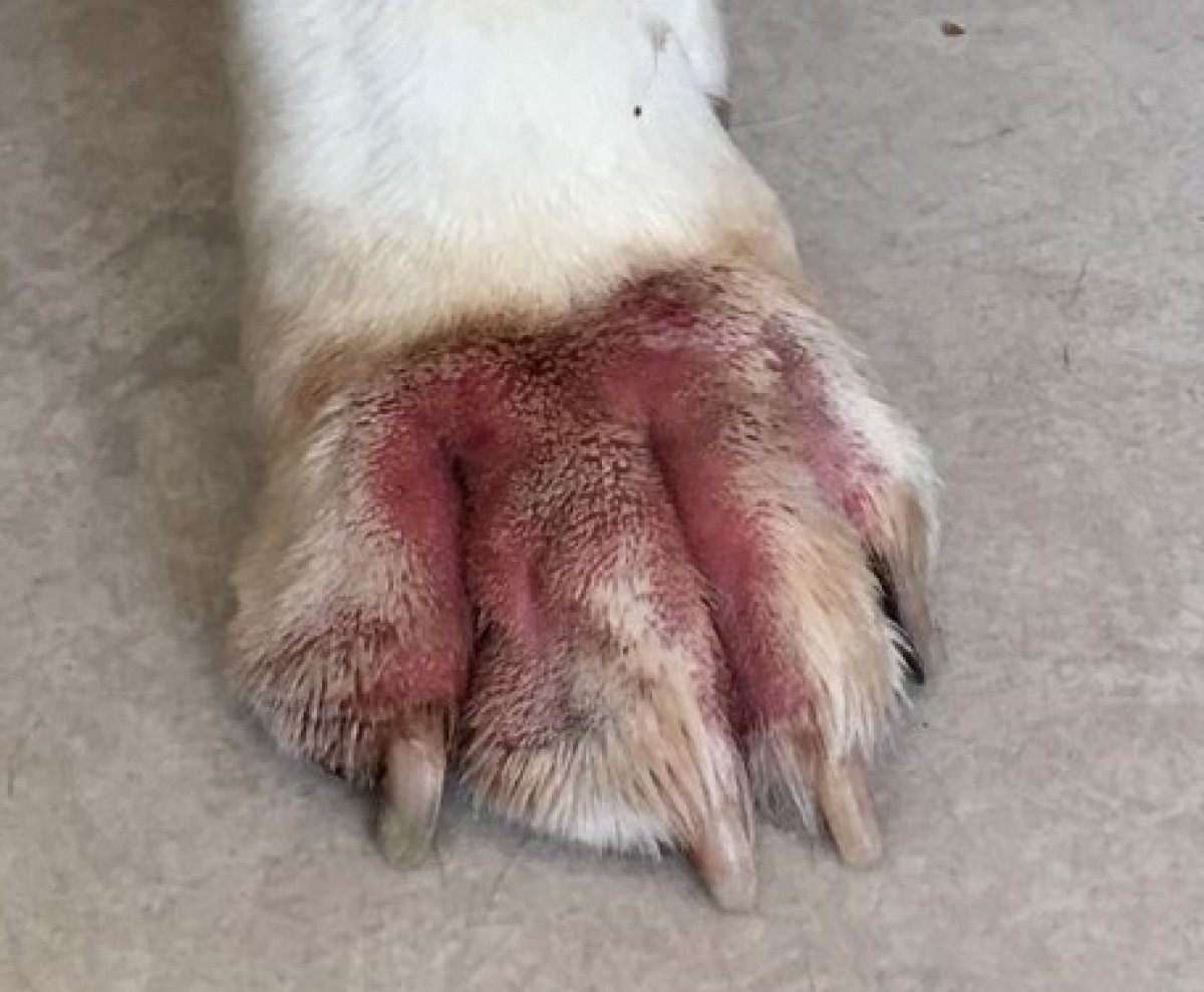 Symptoms of Pododermatitis in Dogs