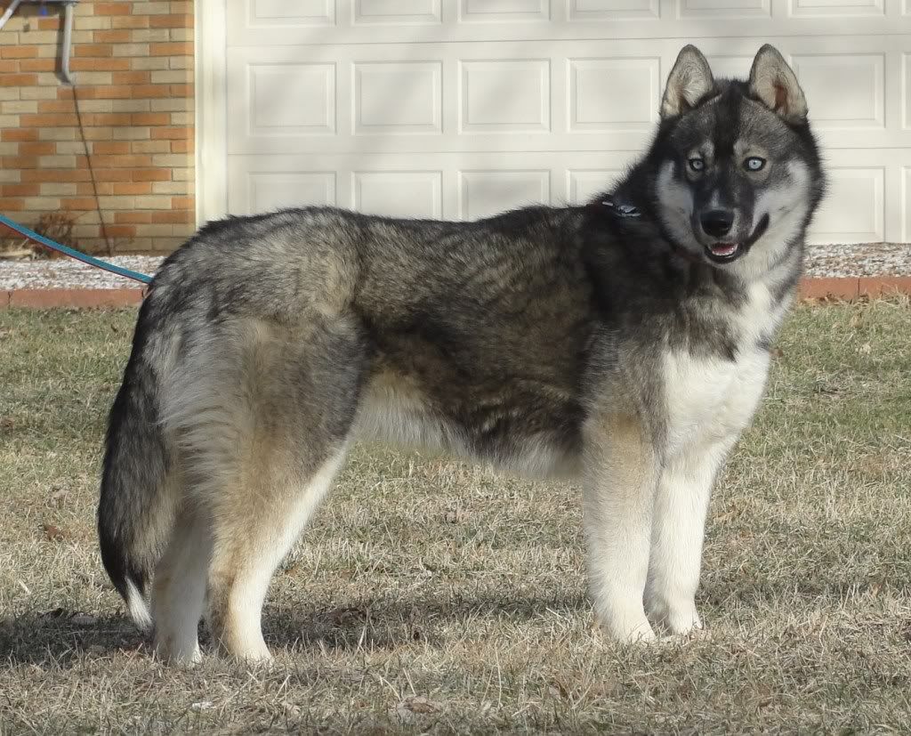 Soorten Siberische Husky en hun kenmerken ️ Postposmo postposm