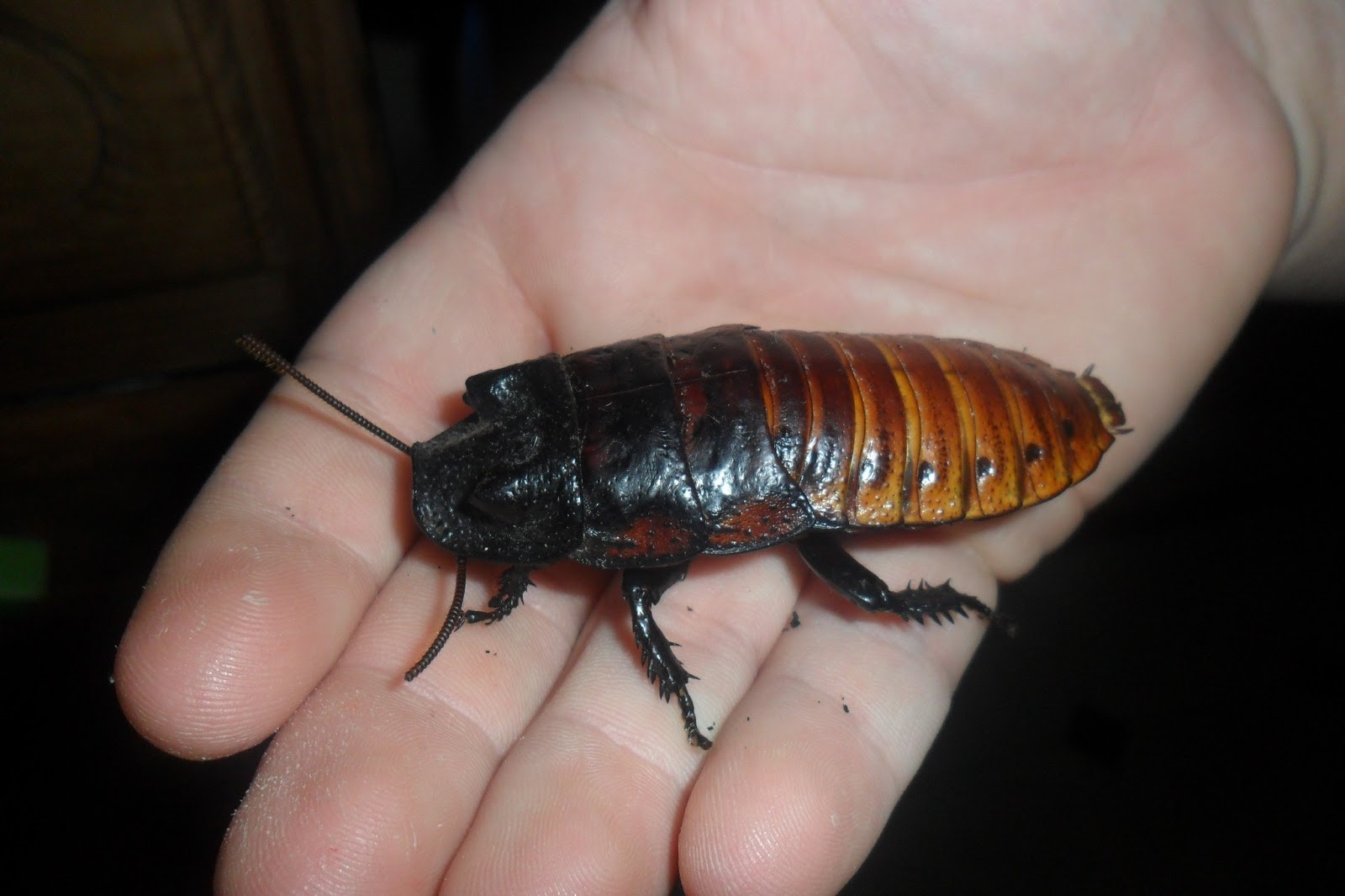 Meet all the Rare Pets that exist