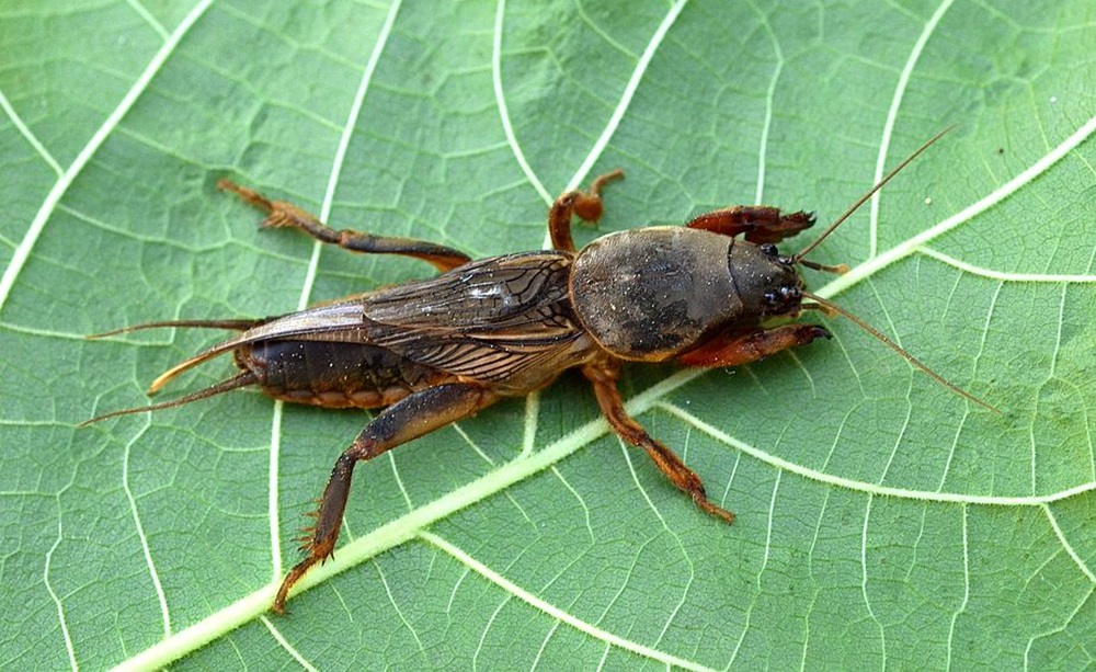 Mole Cricket What is it?, How to Fight it? and more