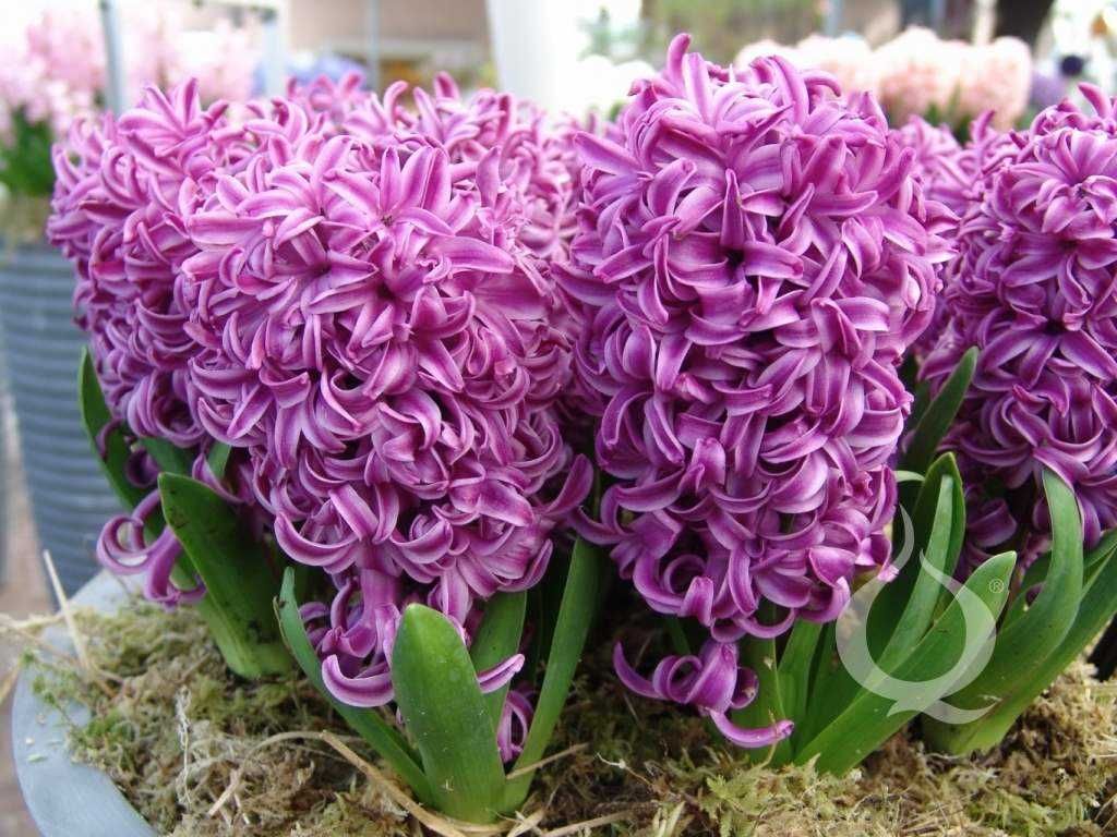 All about this Plant called Hyacinths