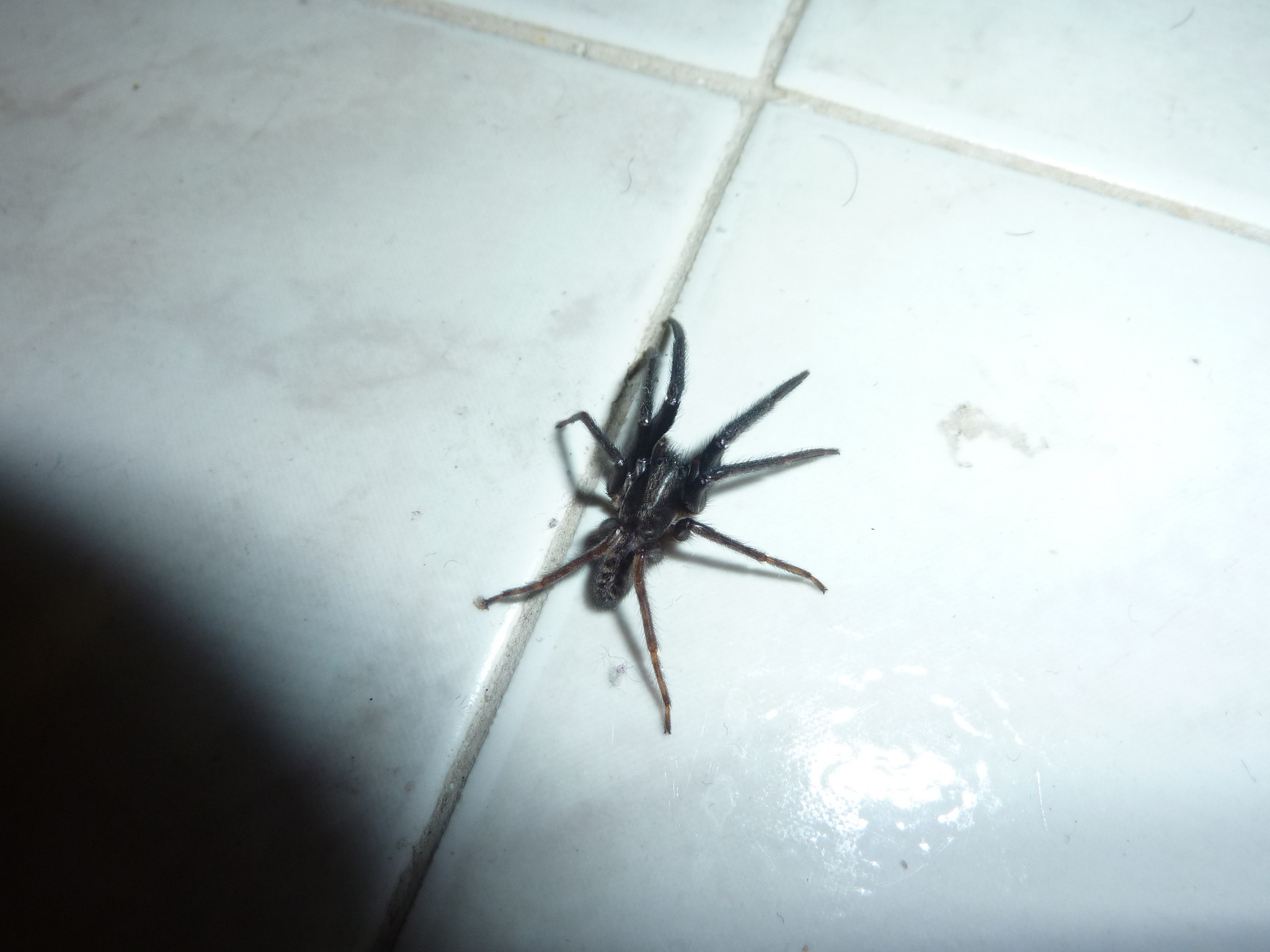 Discover what it means to dream of black spiders?