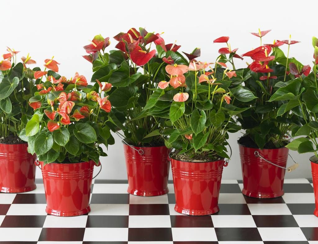Discover which are the Indoor Flowers