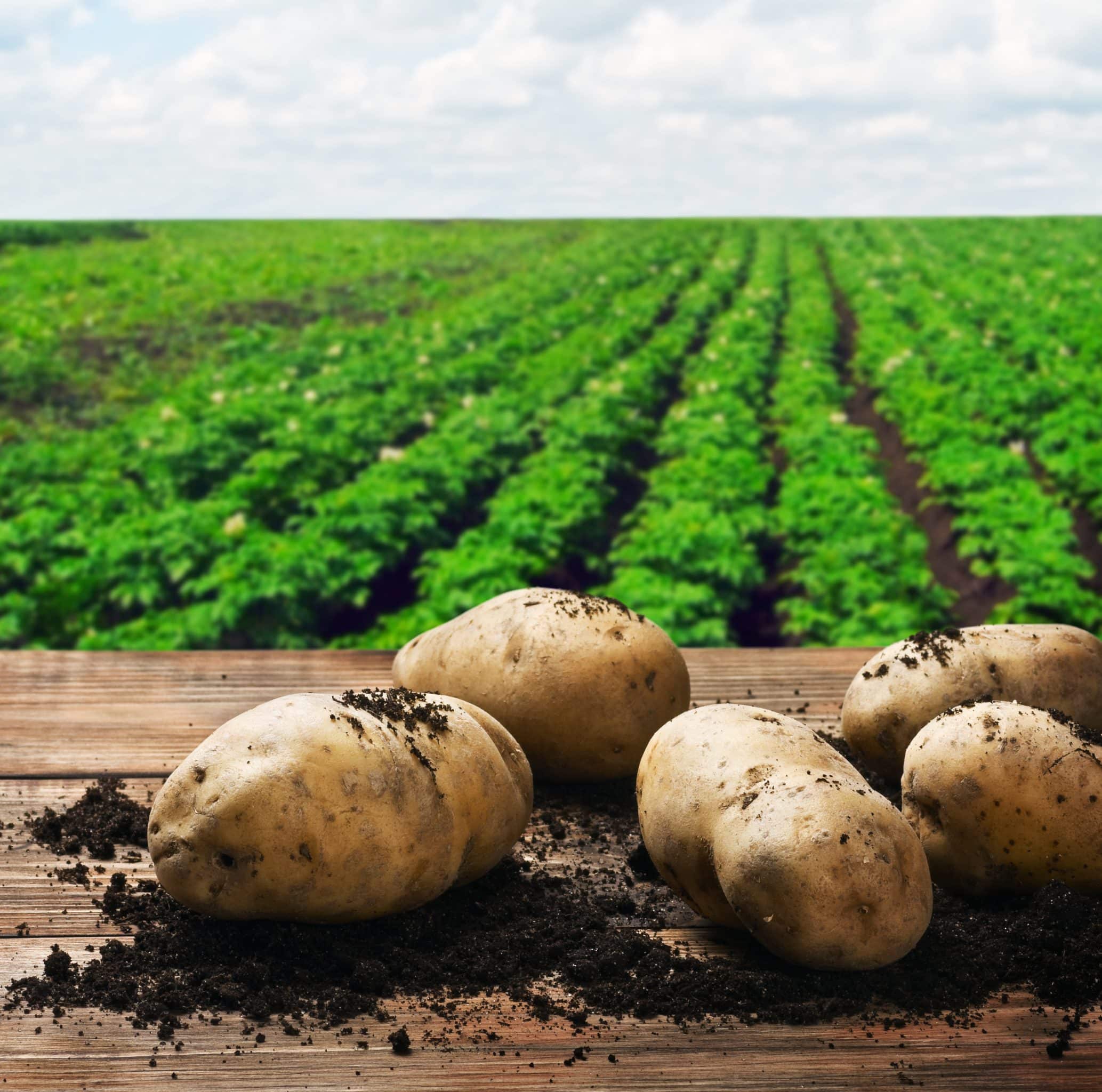White Vegetables Redeemed! Potatoes Are Healthy Nutrients in a Potato