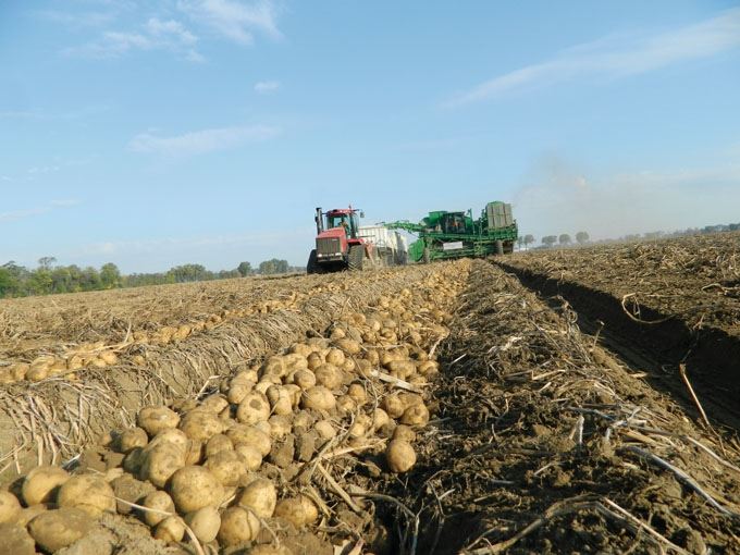 Mich. Potato Industry Sows Seeds for Growth Potato